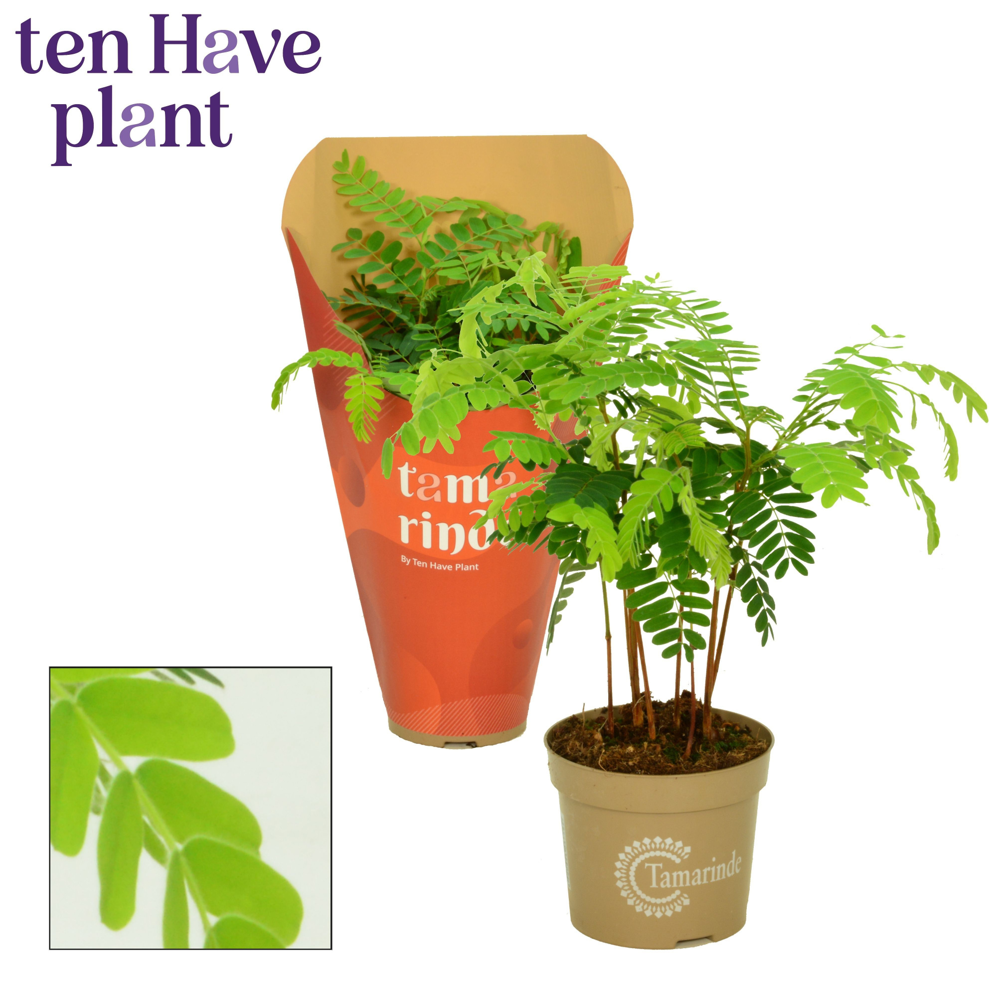 Tamarinde 12 cm in Hoes, D 12