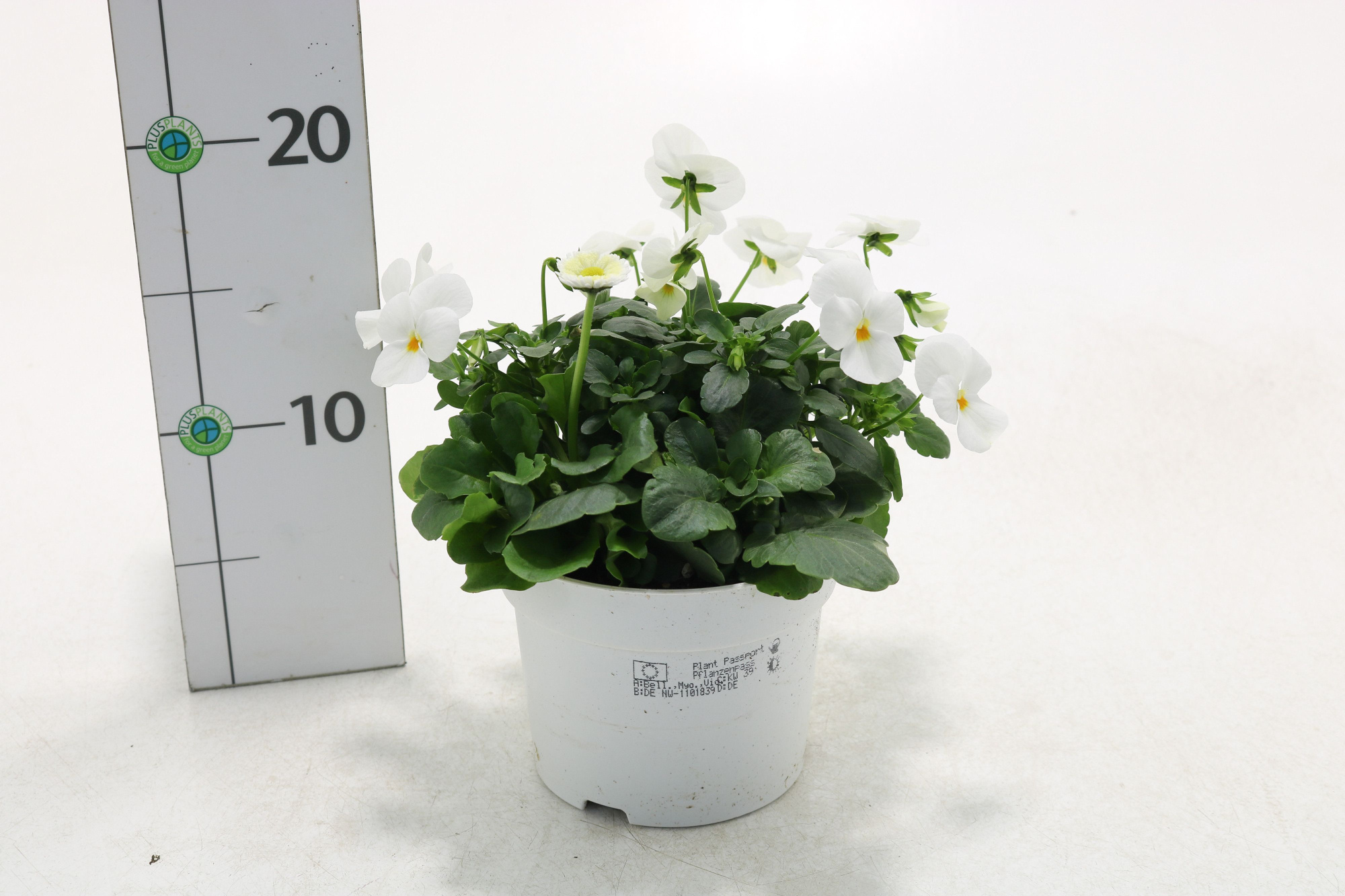 Querbeet Frühling weiß, D 13