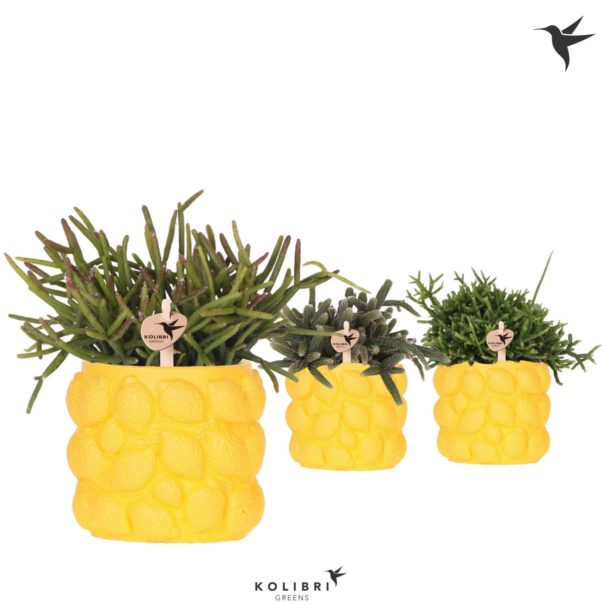 Kolibri Greens Rhipsalis mix in Citrus pot yellow, D 9