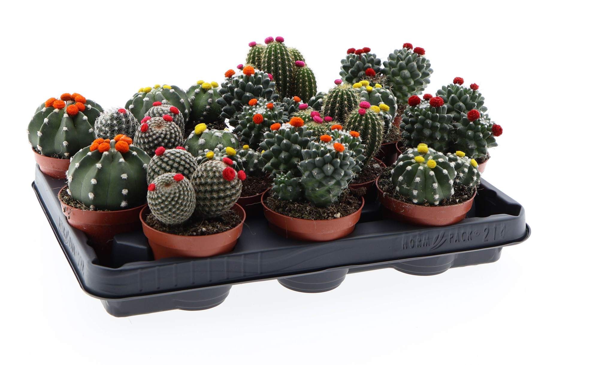 Cactus mix prick flower, D 8,5