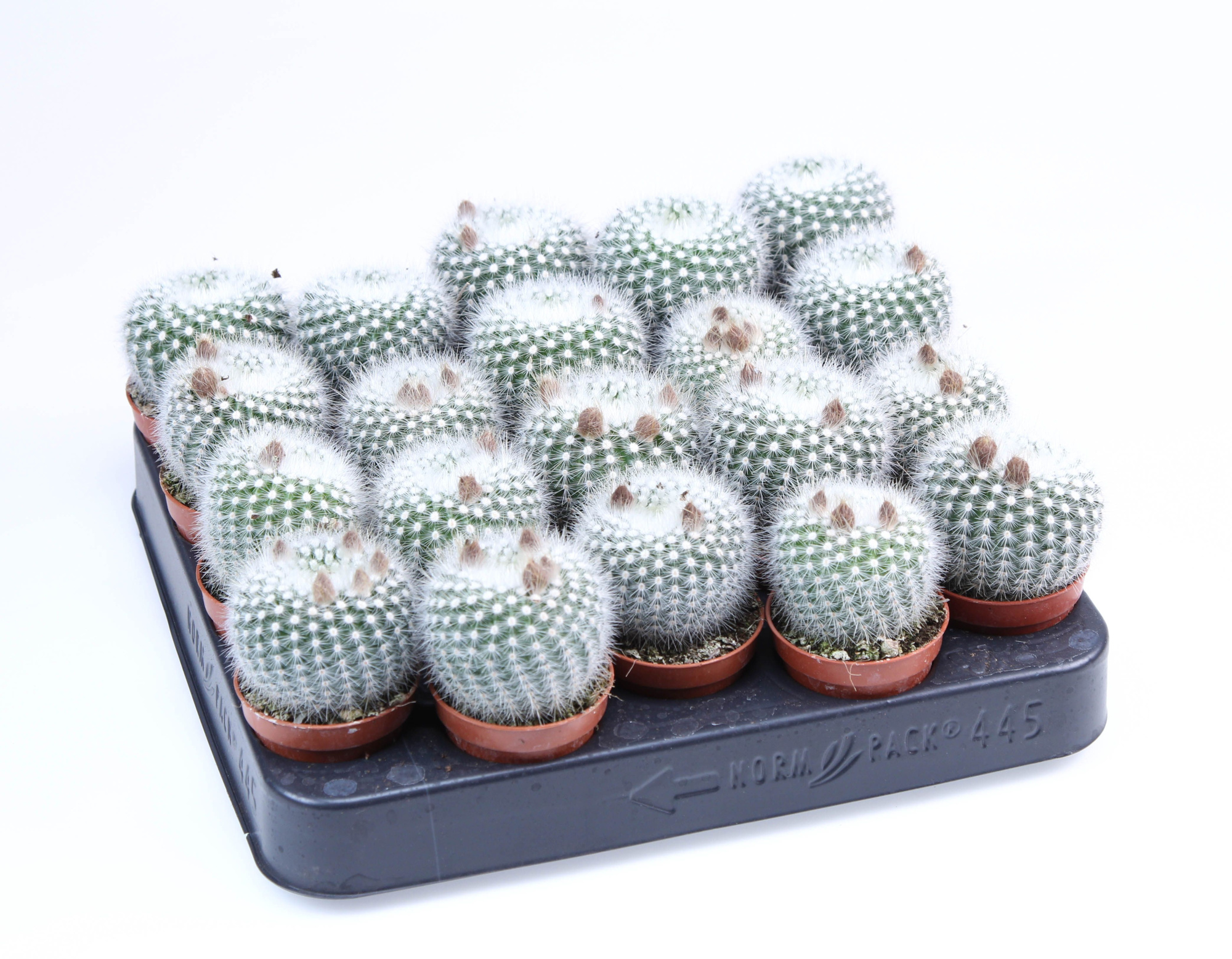 Notocactus scopa albispinus E, D 5,5