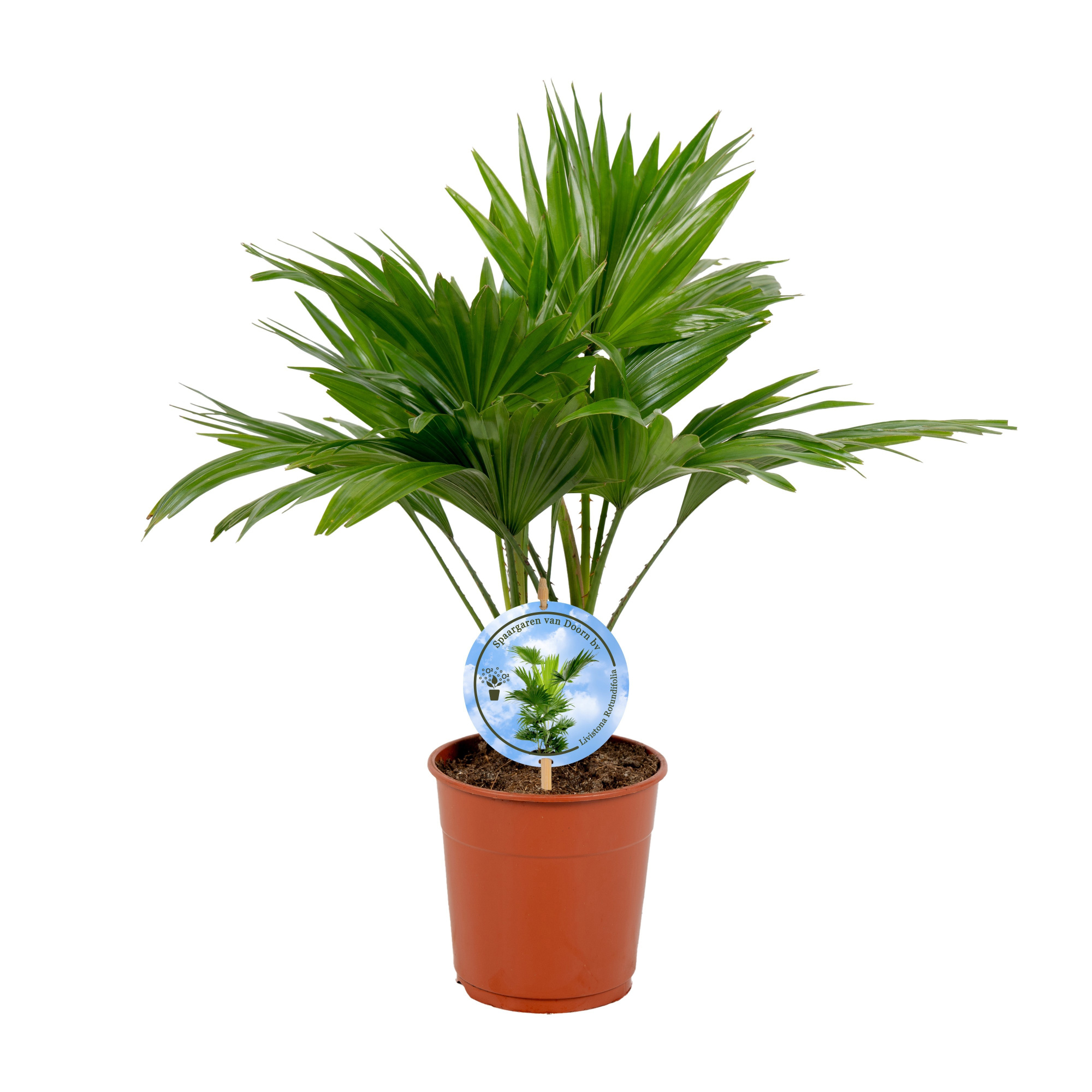 Livistona rotundifolia 12 cm Disc Etiket Lucht Zuiverend, D 12