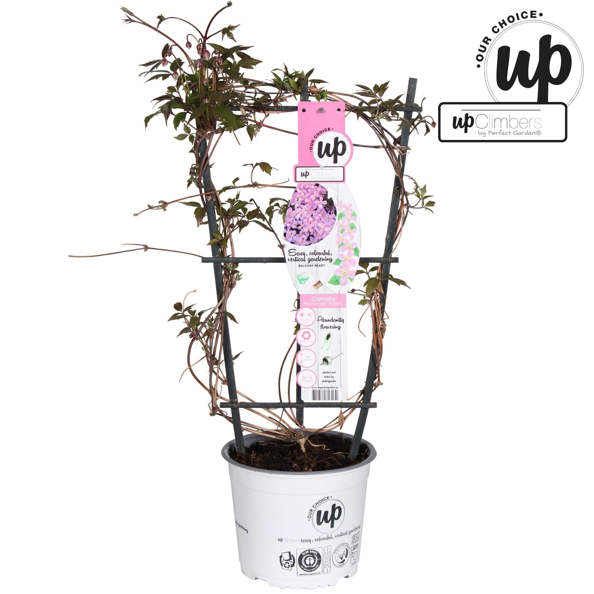 Clematis montana var. rubens P19, D 19