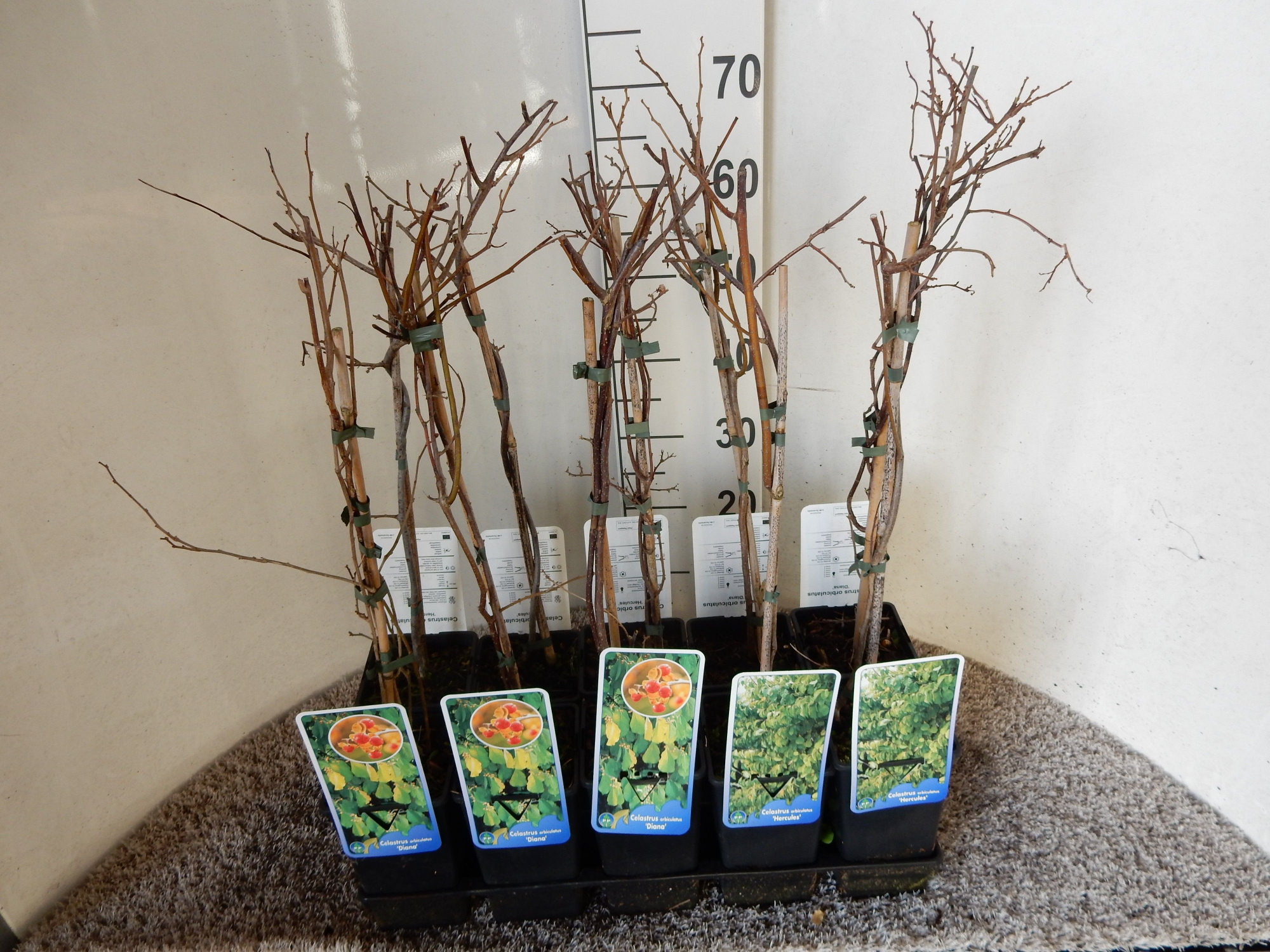 Celastrus orbiculatus in cultivars 40 cm P17, D 17