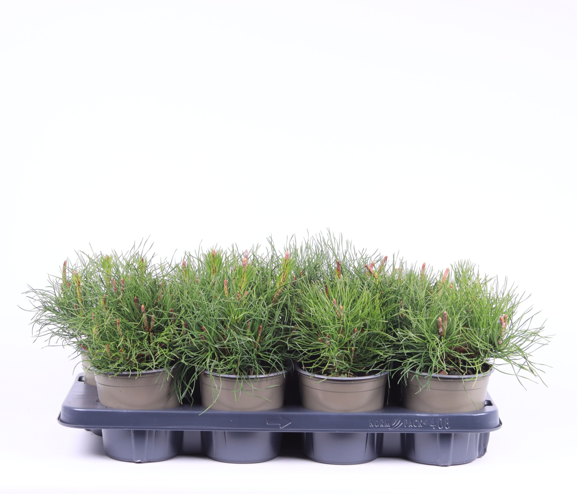 Pinus mugo pumilio, D 13