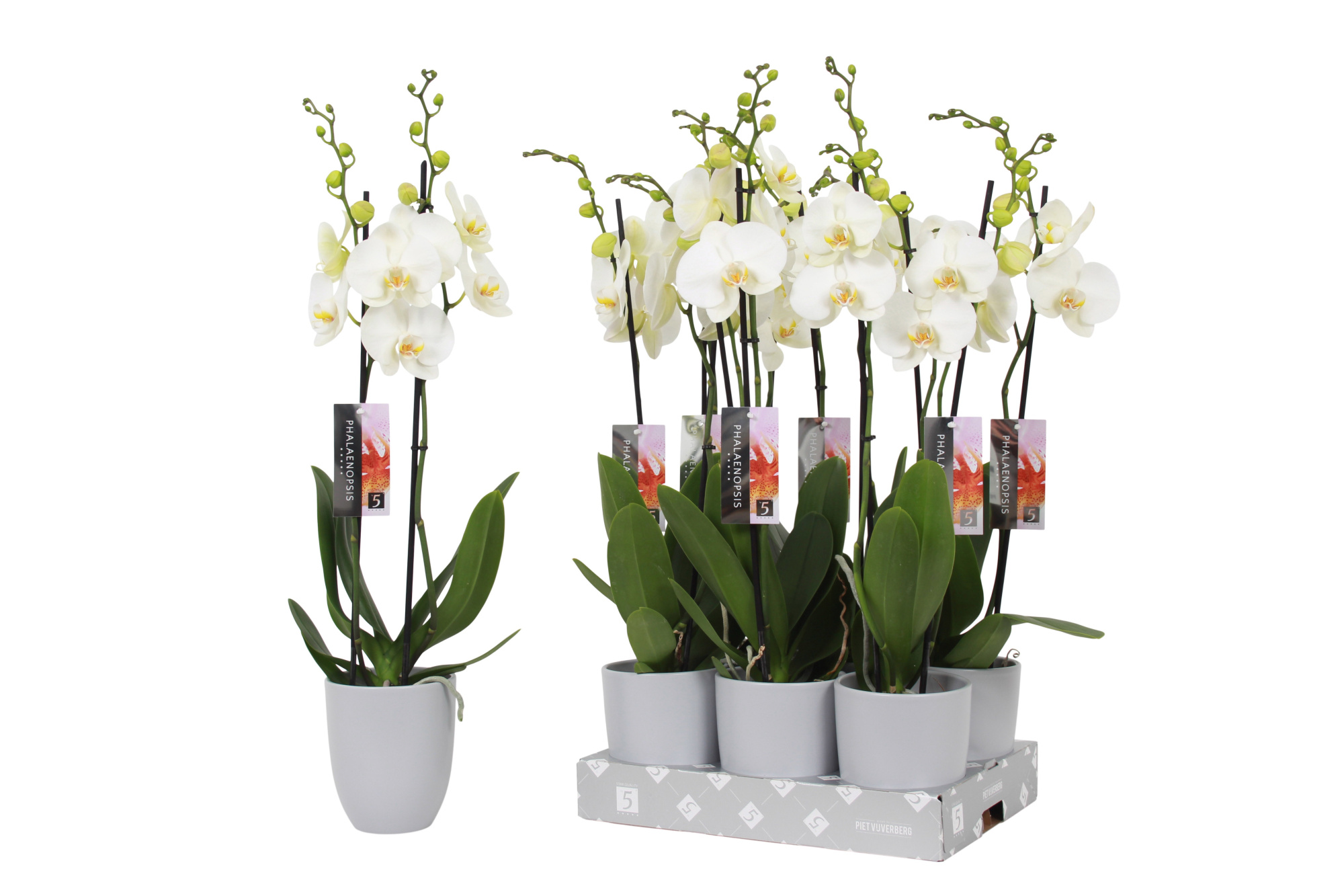 Phalaenopsis White, 2-spike Grey Ceramics, D 12