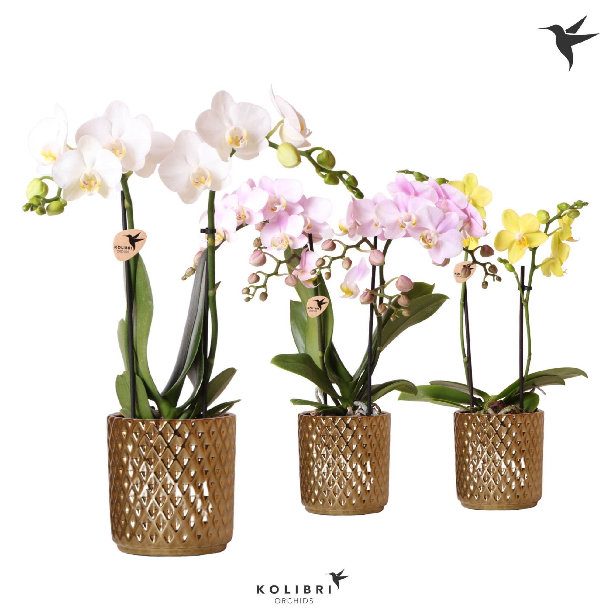 Kolibri Orchids Phalaenopsis mix 2 spike in Diamond pot gold, D 9