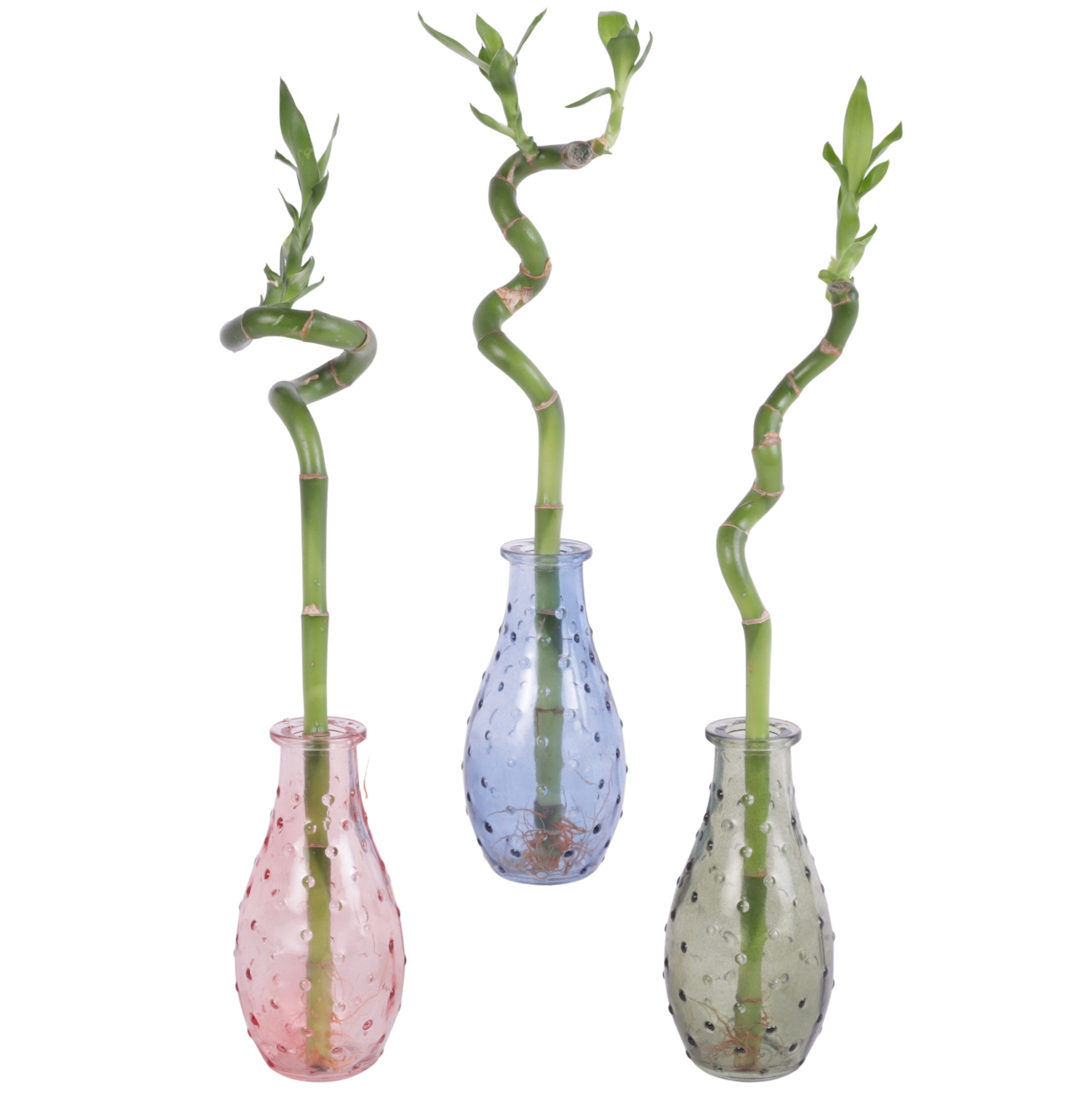 Lucky Bamboo Spiral 30cm in 7cm glass, D 7