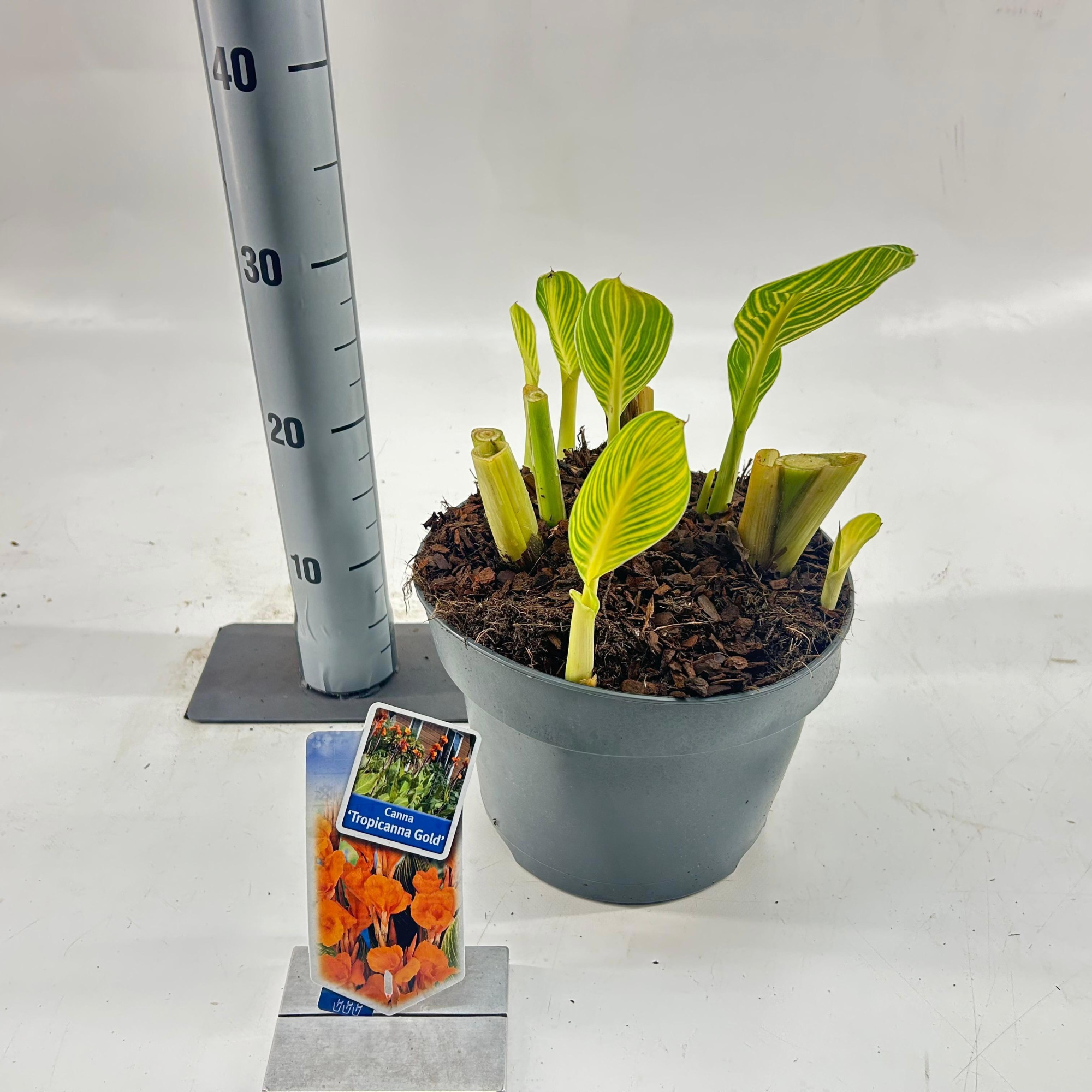 Canna Tropiccana 'Gold', D 23
