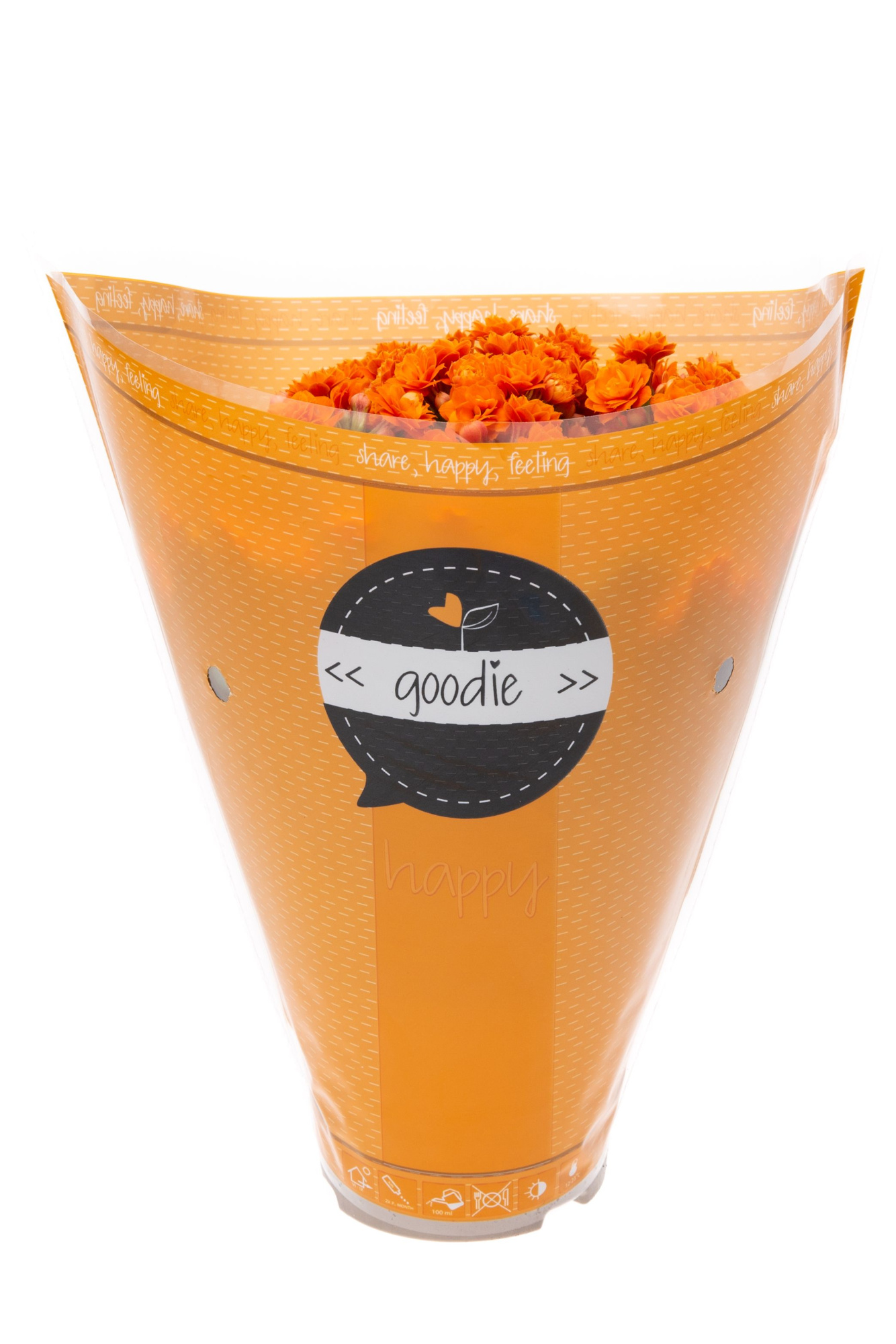 Kalanchoe dbl. Goodie Orange, D 10,5