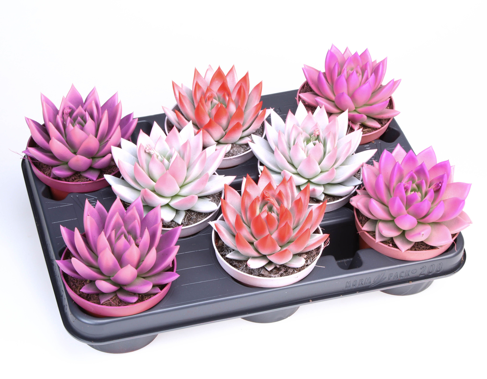 2 Colors love mix, D 10,5