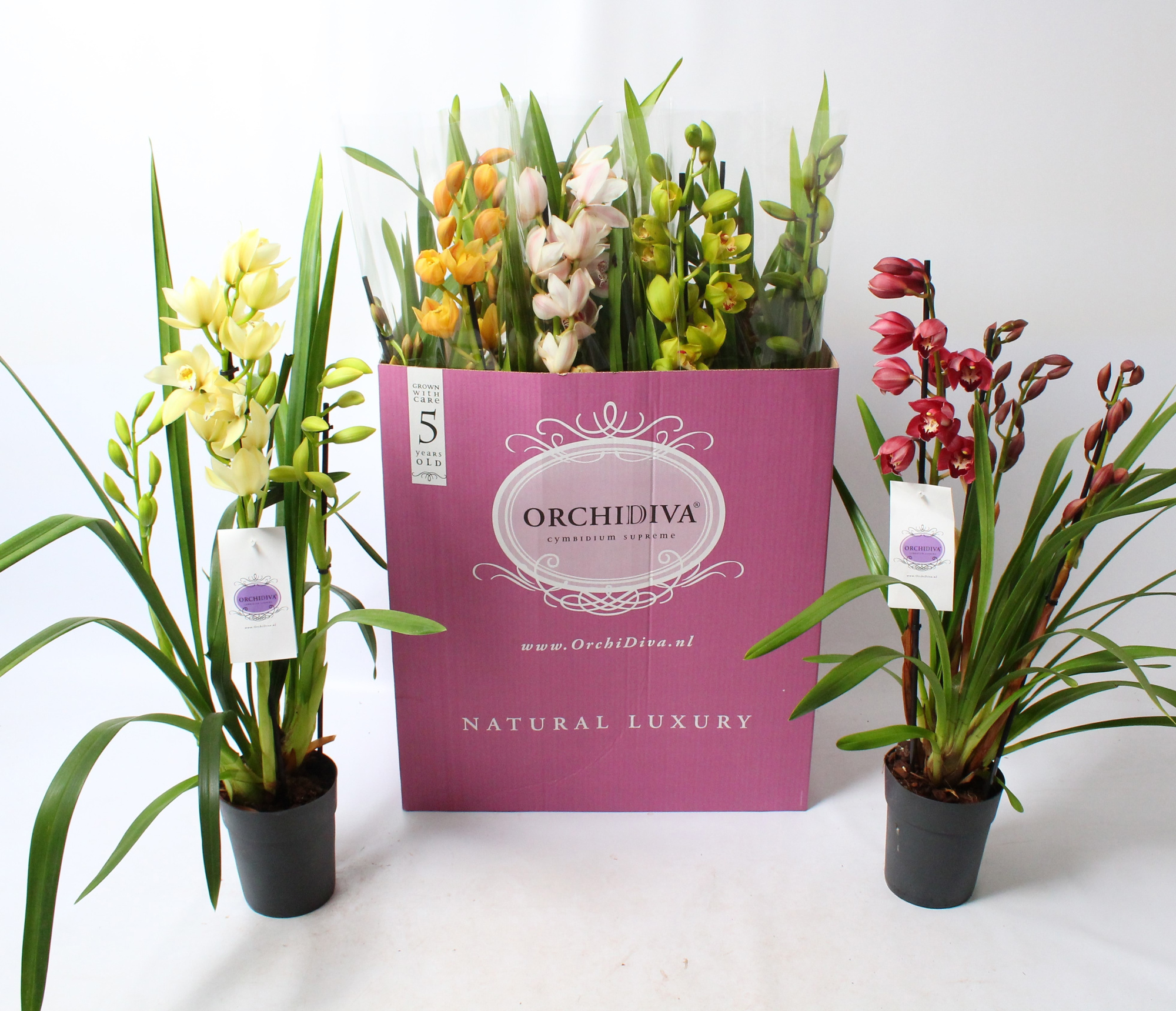 Cymbidium kleuren mix 4 tak, D 14