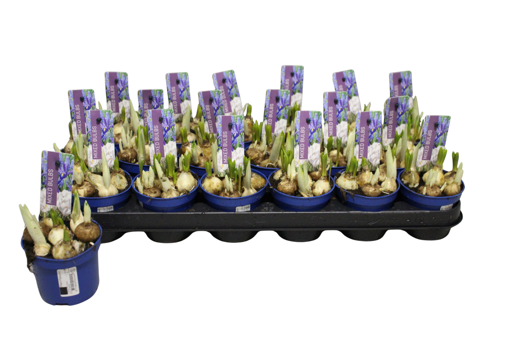 Mixed Bulbs P9 (Crocus, Iris, Muscari), D 9