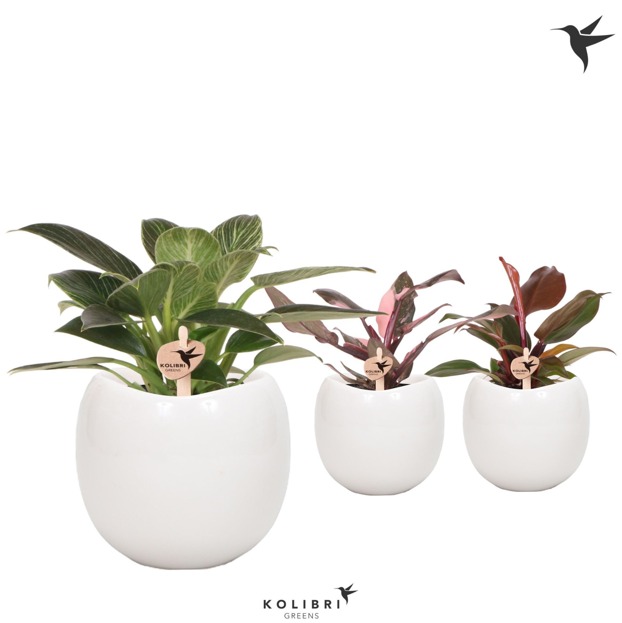 Kolibri Greens Philodendron mix in Bowl pot, D 9