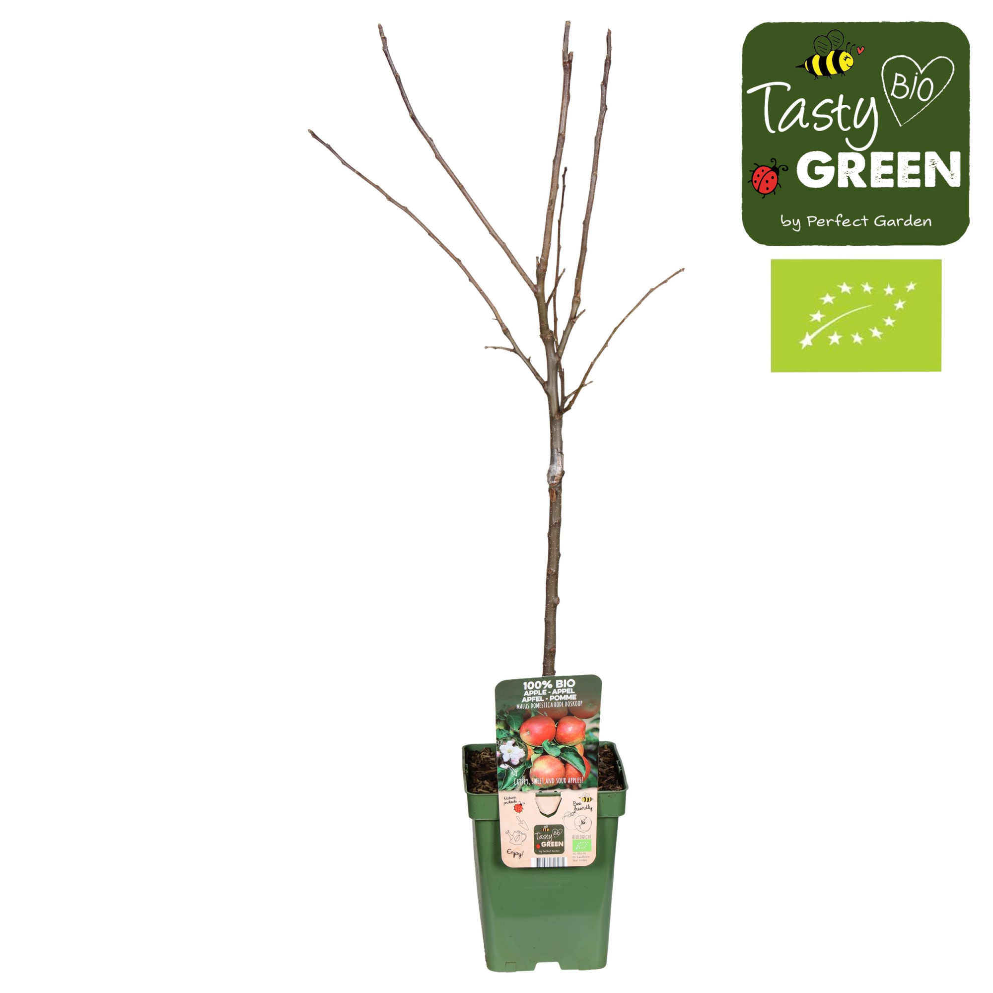 Malus domestica Rode Boskoop Bio P23, D 23