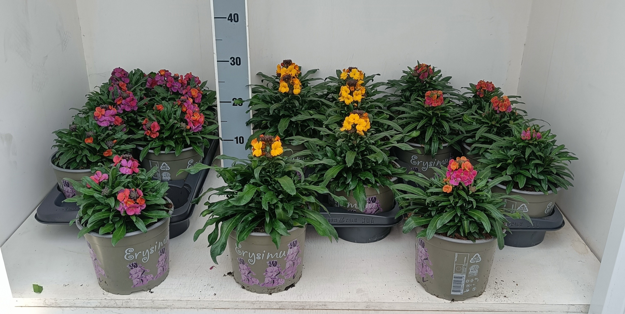 Erysimum Mix, D 17