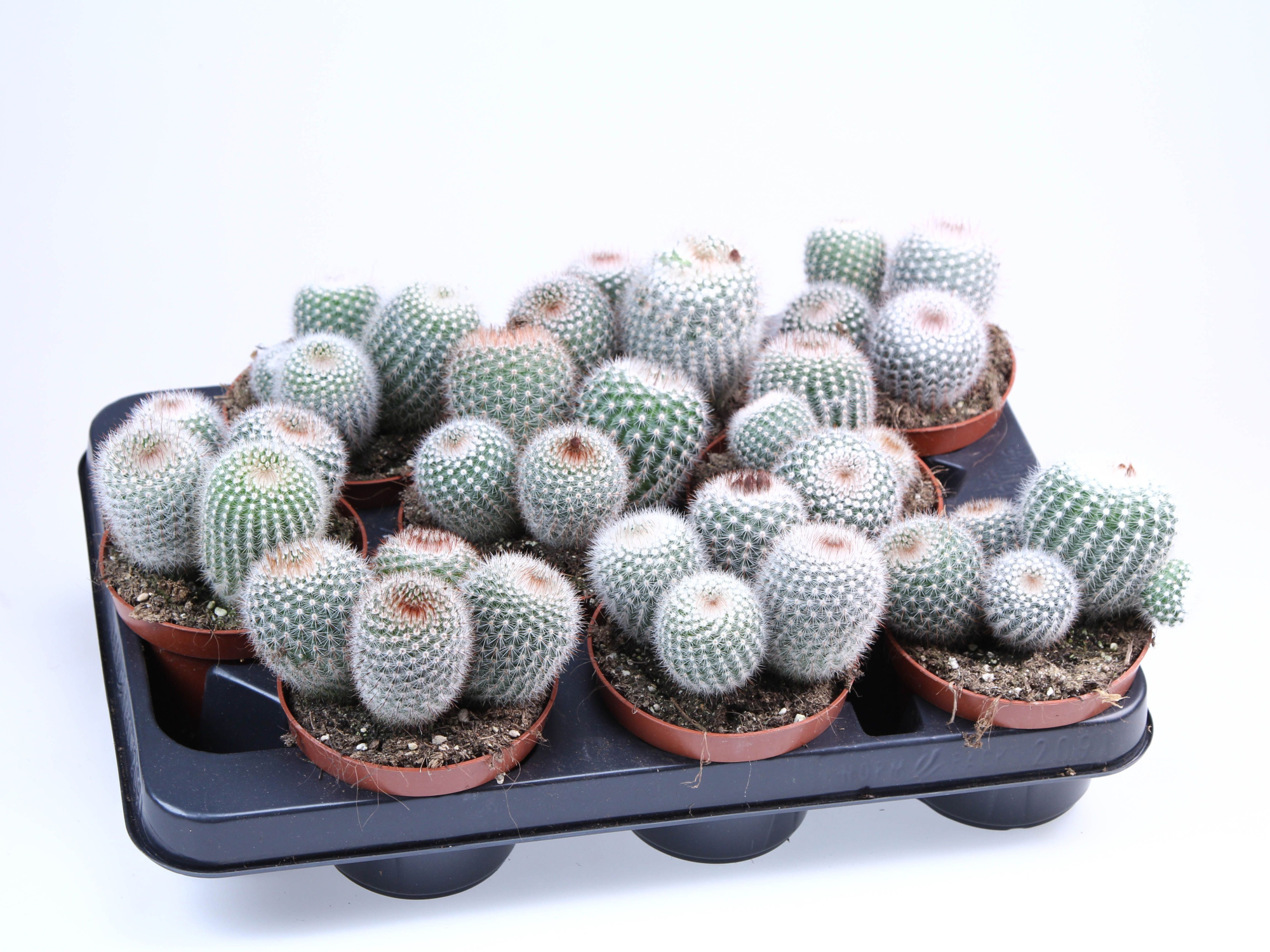 Notocactus Scopa, D 10,5