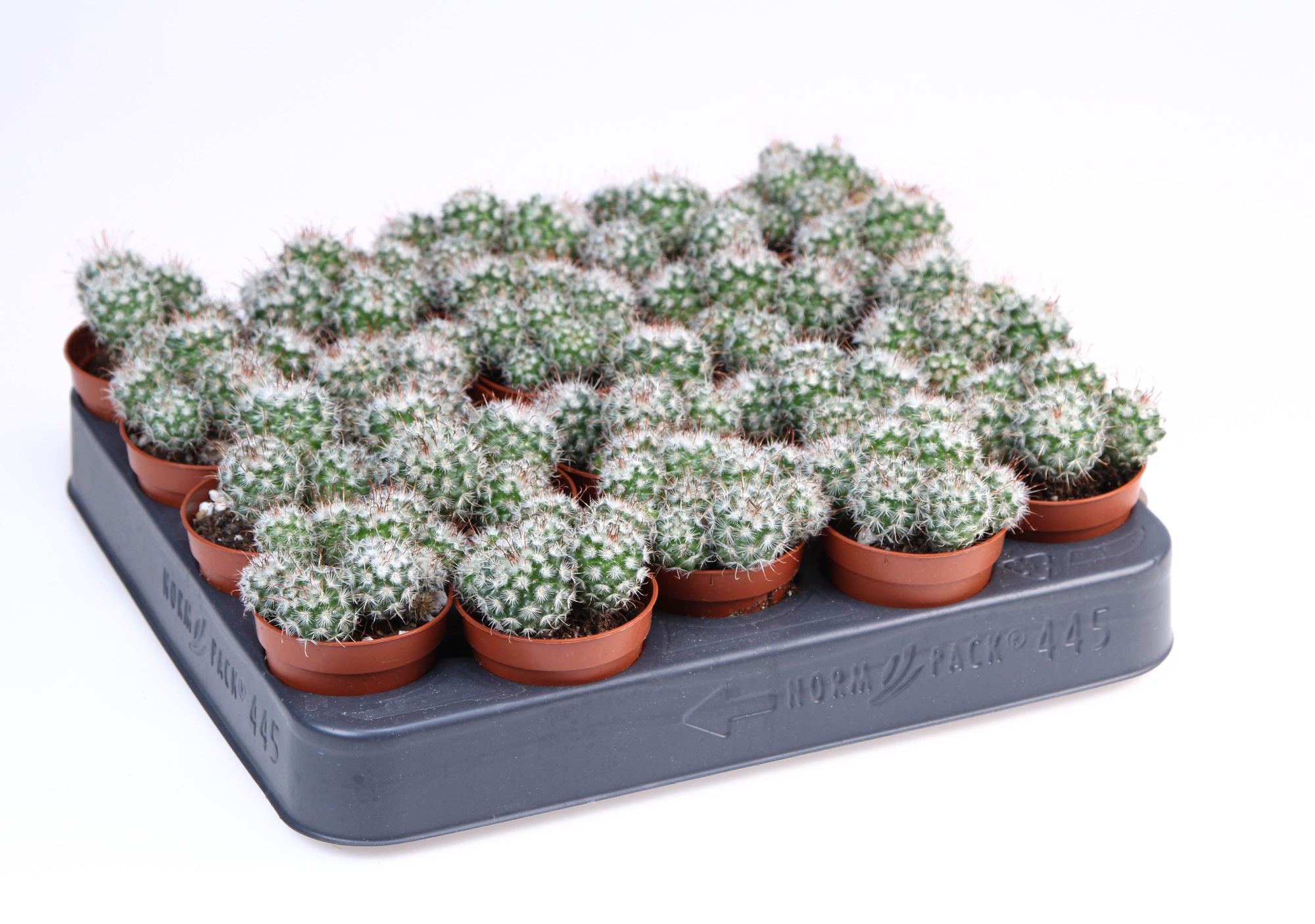 Mammilaria Bombycina, D 5,5
