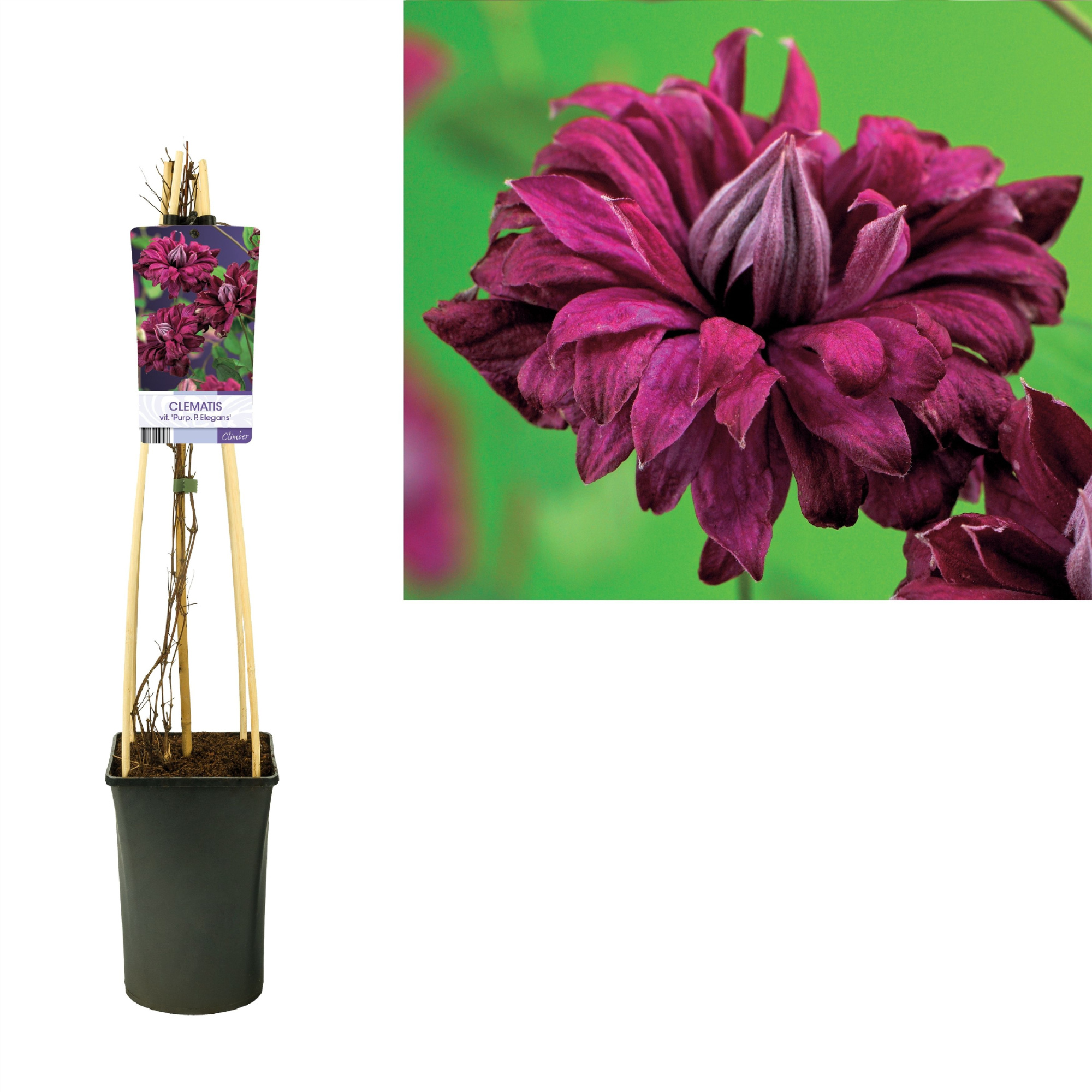 Clematis vit. 'Purp. P. Elegans' +light label, D 17