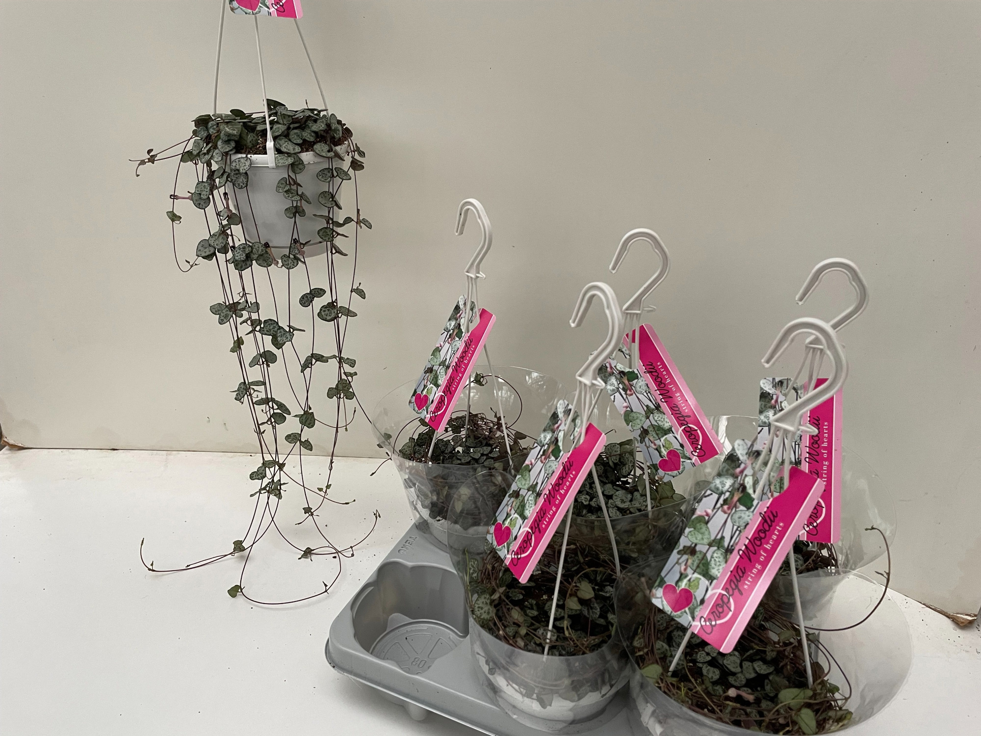 Ceropegia Woodii, D 14