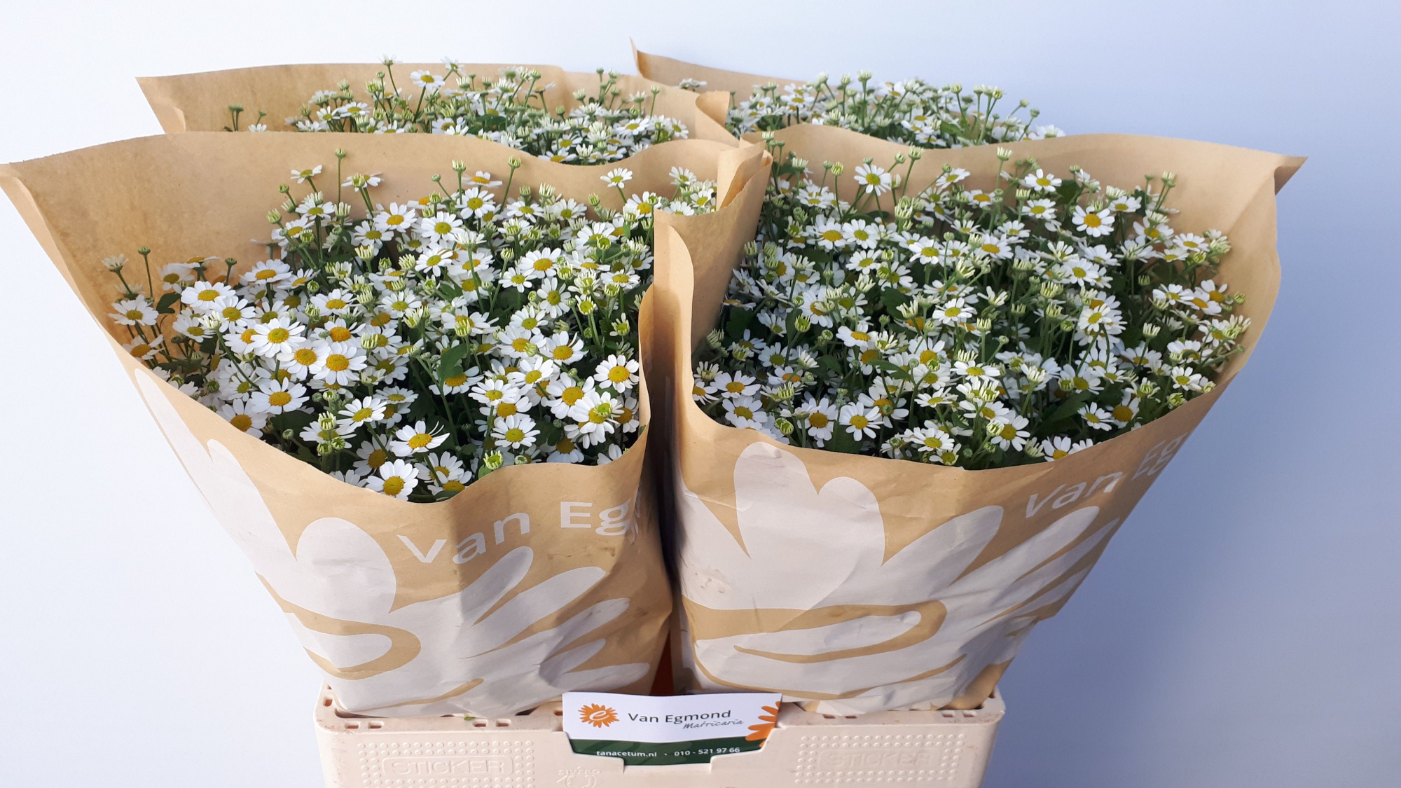 Танацетум Камерон 60 (бел.), шт.