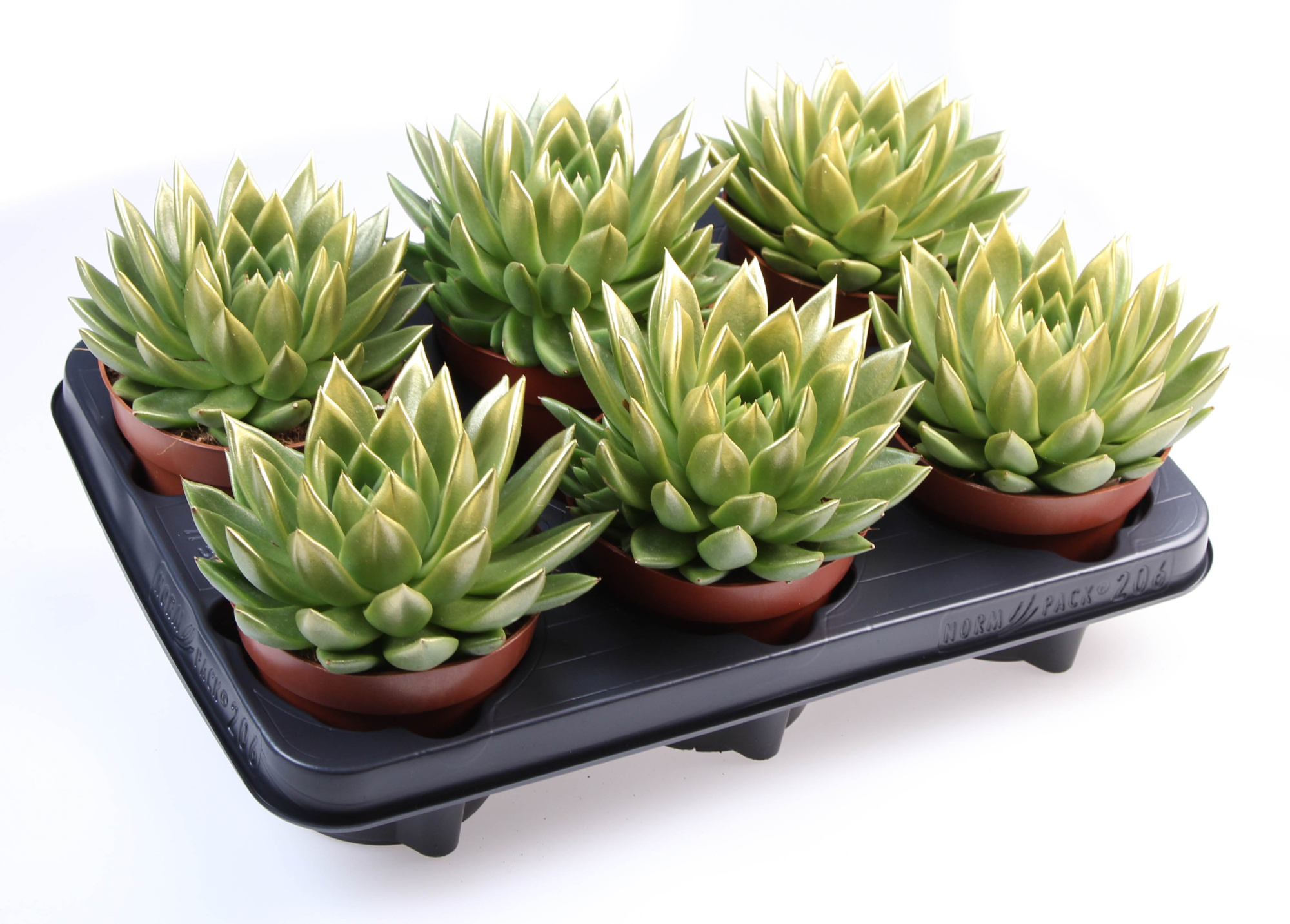 Miranda gold tips, D 12