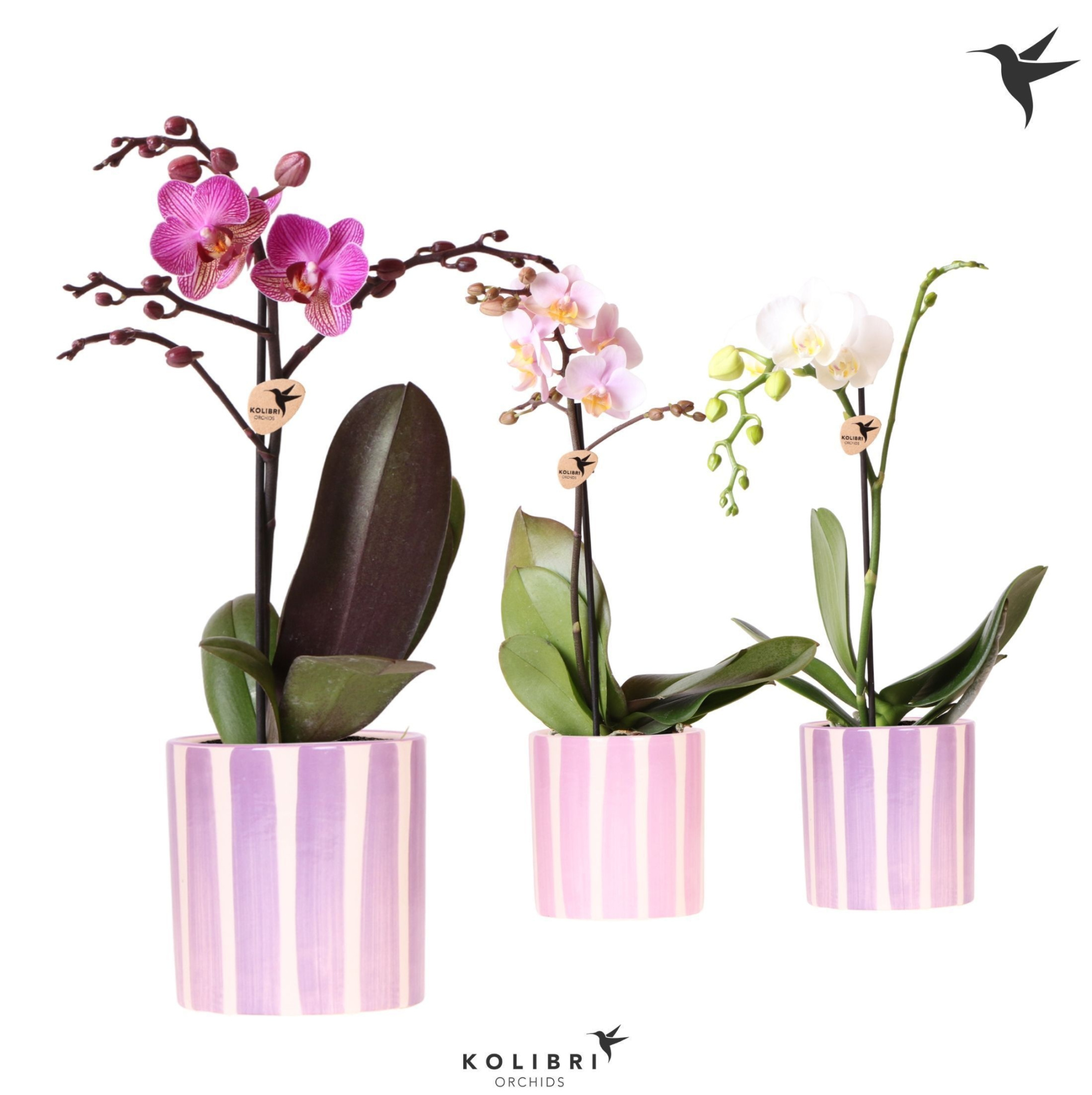 Kolibri Orchids Phalaenopsis mix 1 spike in Painted Stripe pink, D 9