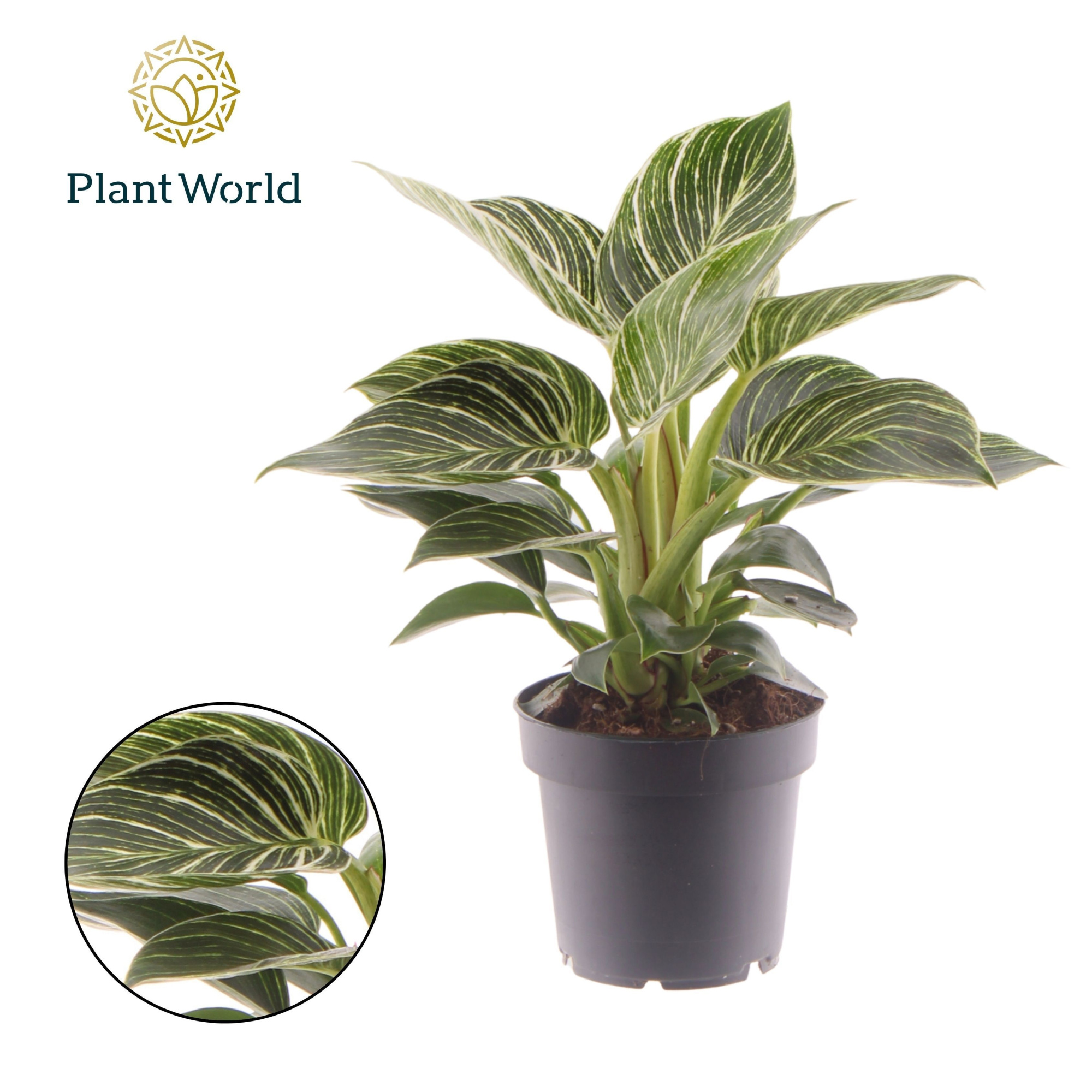 Philodendron Birkin, D 12