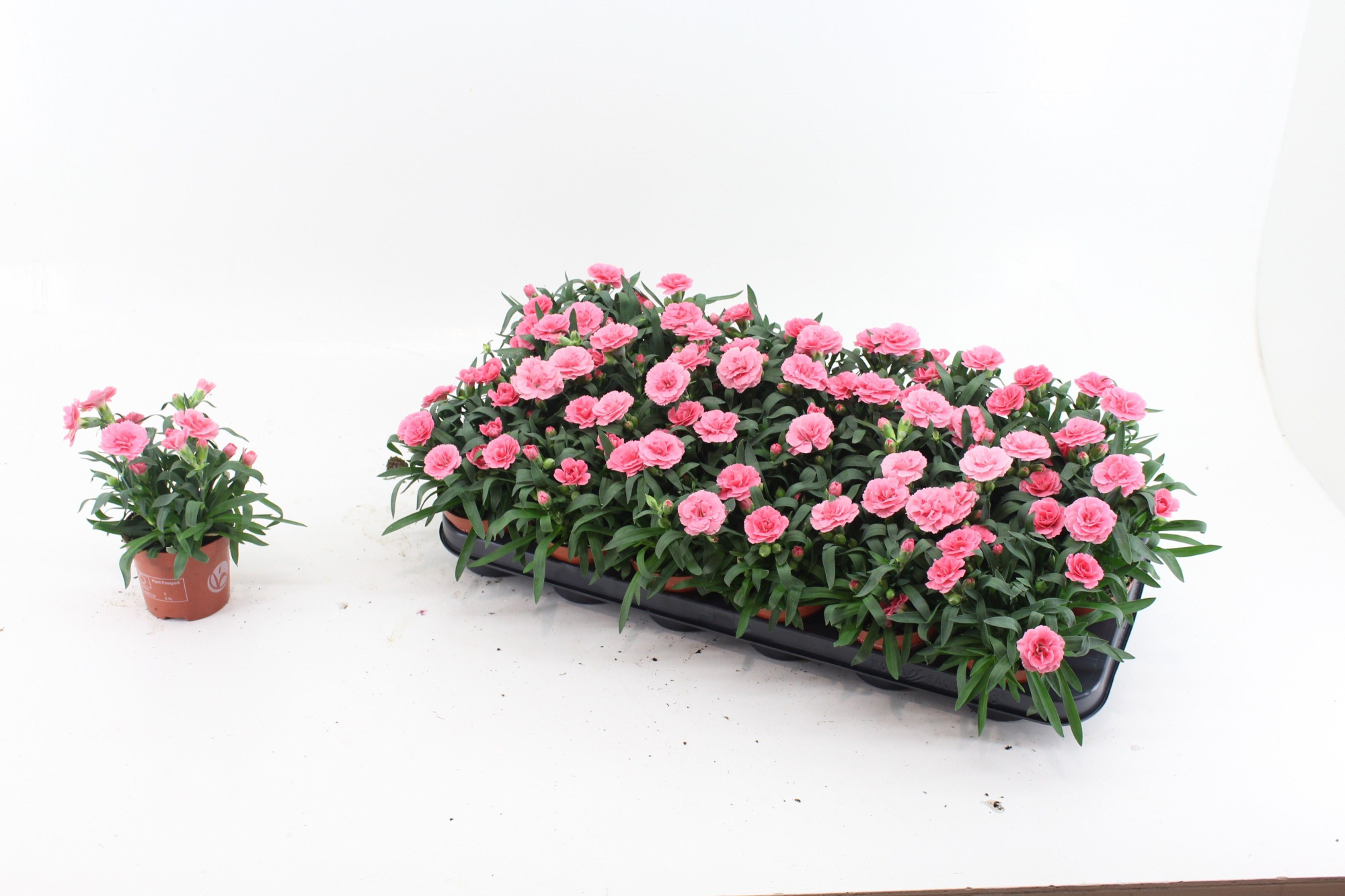Dianthus Pink, D 9