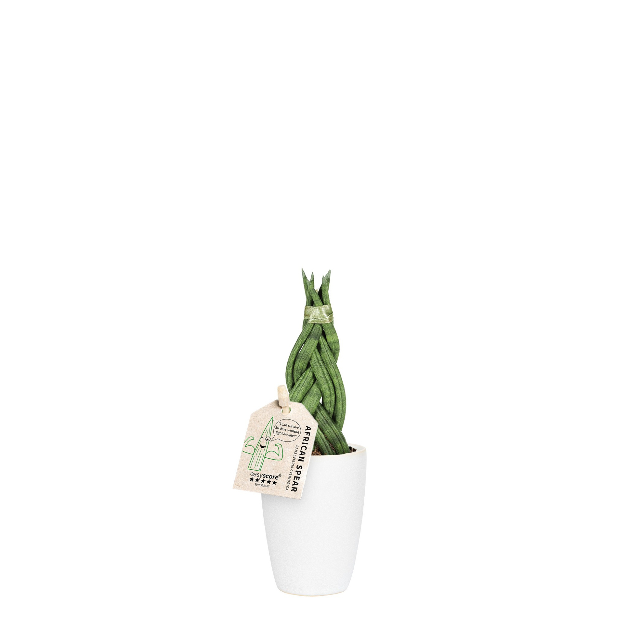 Classic White, Sanseveria 'Braid', D 7