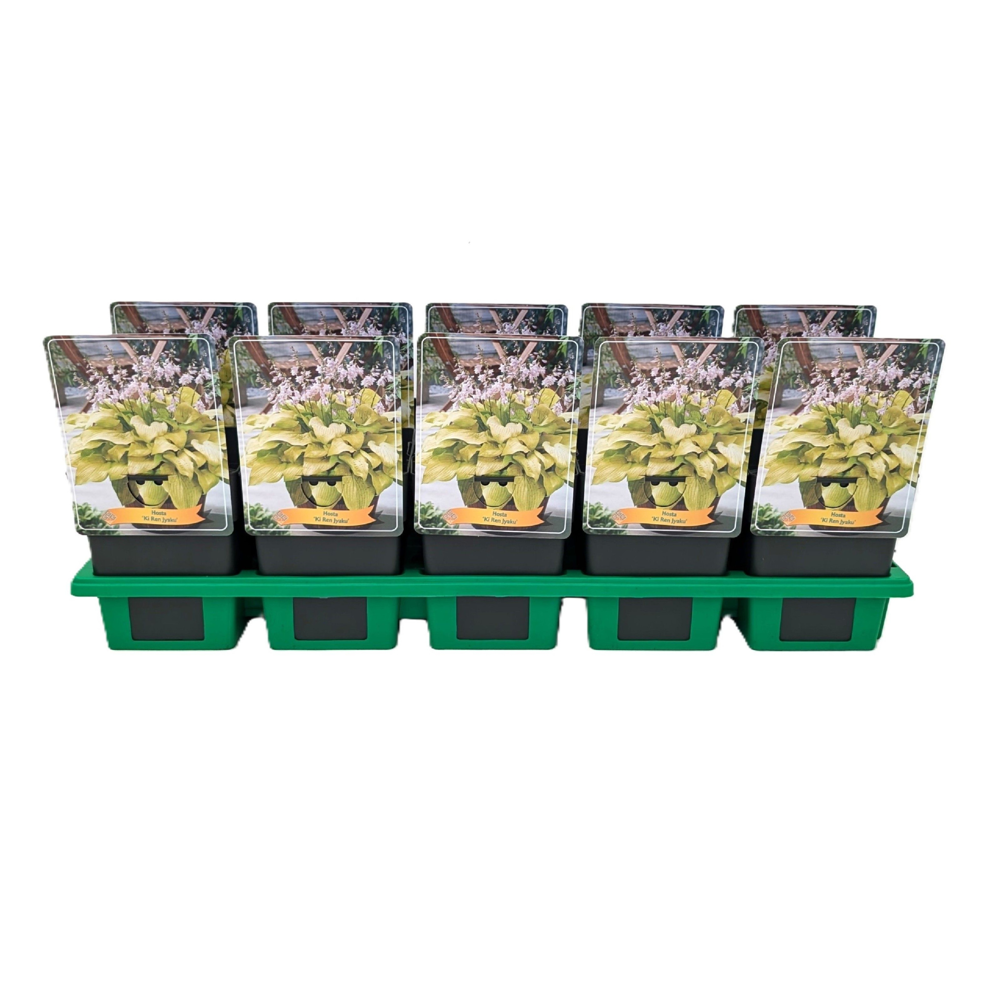Hosta 'Ki Ren Jyaku' P11, D 11