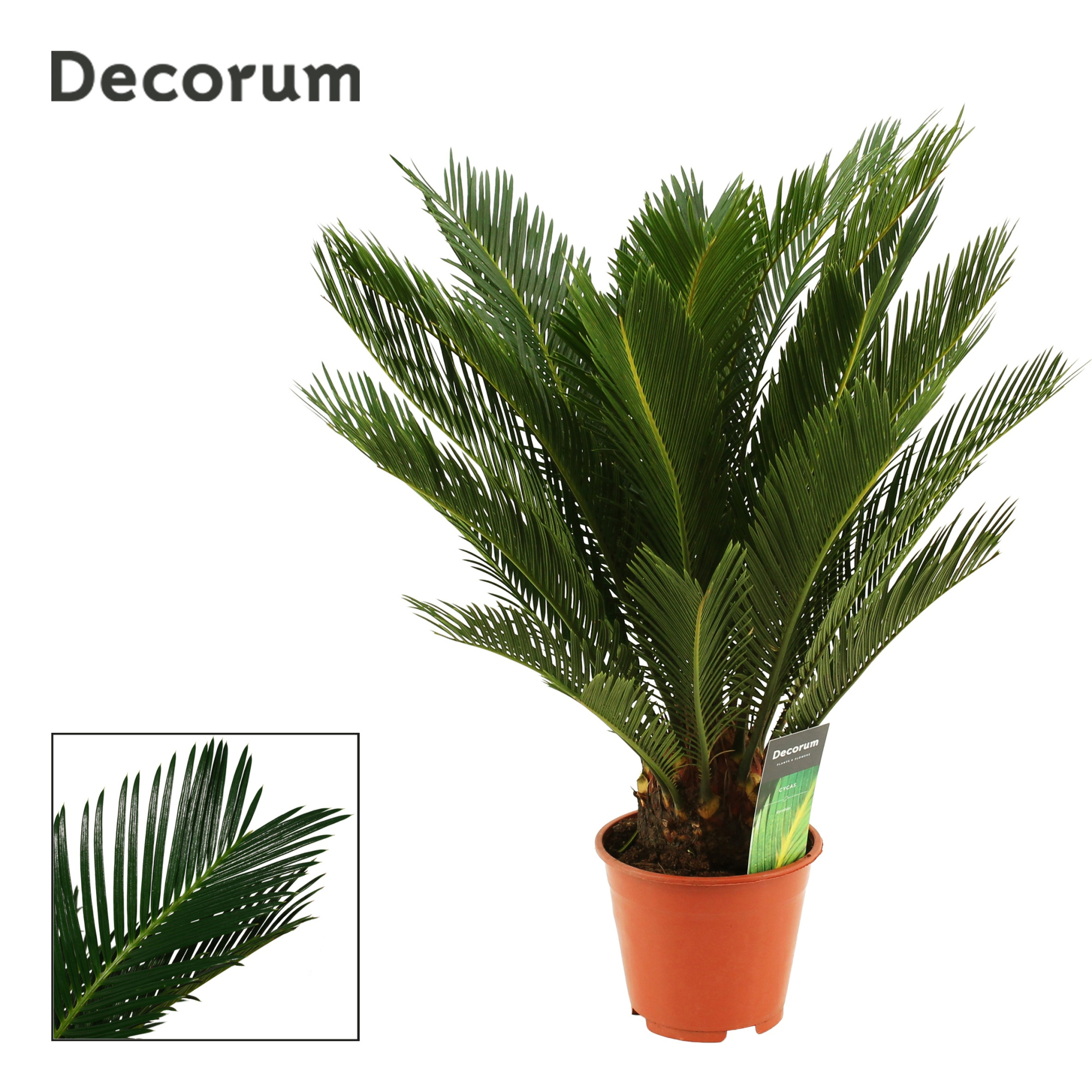 Cycas Revoluta 14 cm Decorum, 10+ veren, D 14
