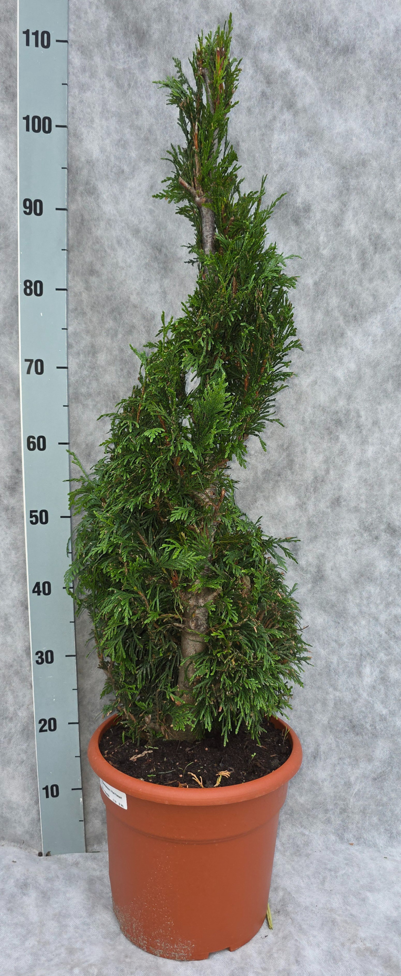 Thuja pl. Excelsa 110 Spiraal, D 26