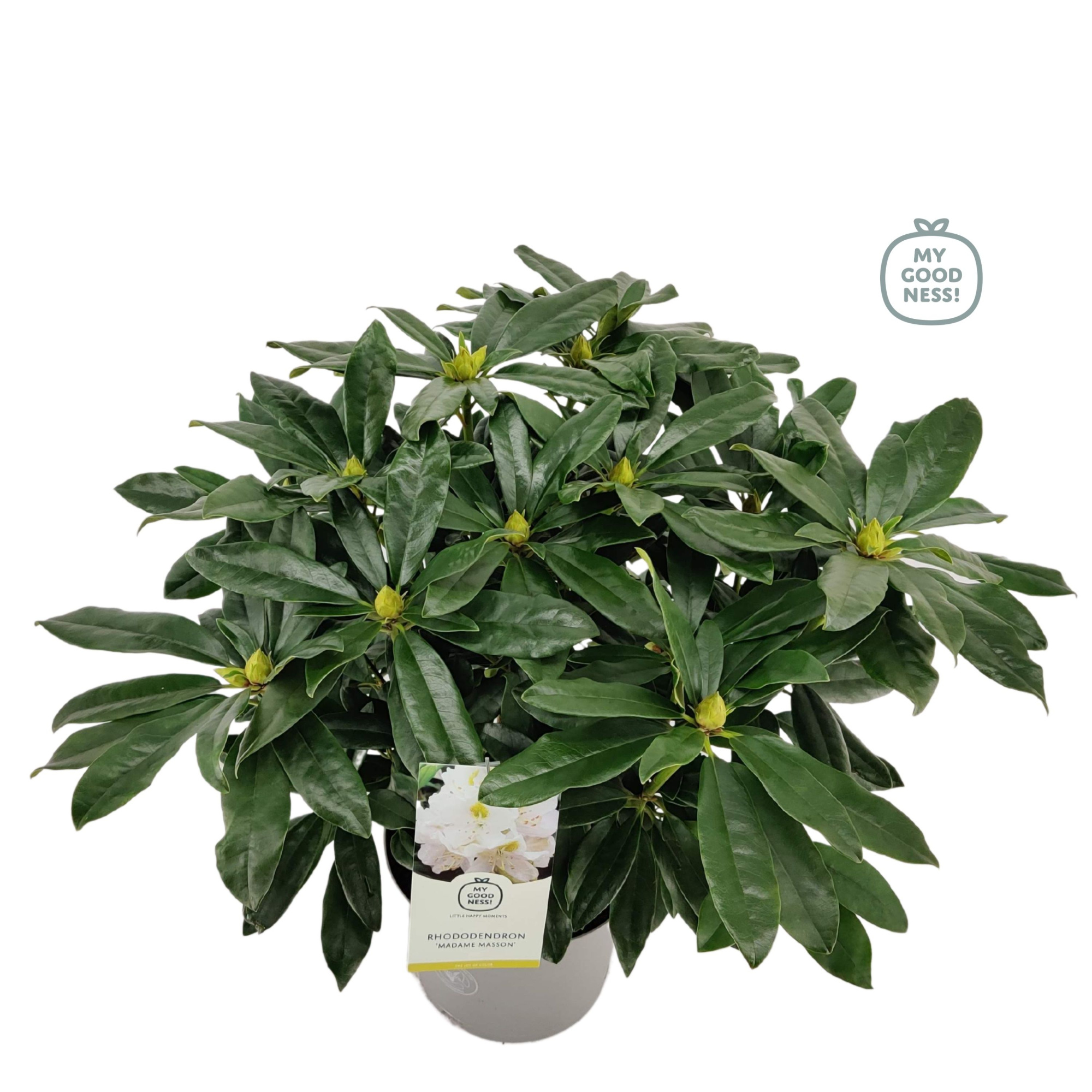 Rhododendron 40-50 /5 liter 'Madame Masson', D 23