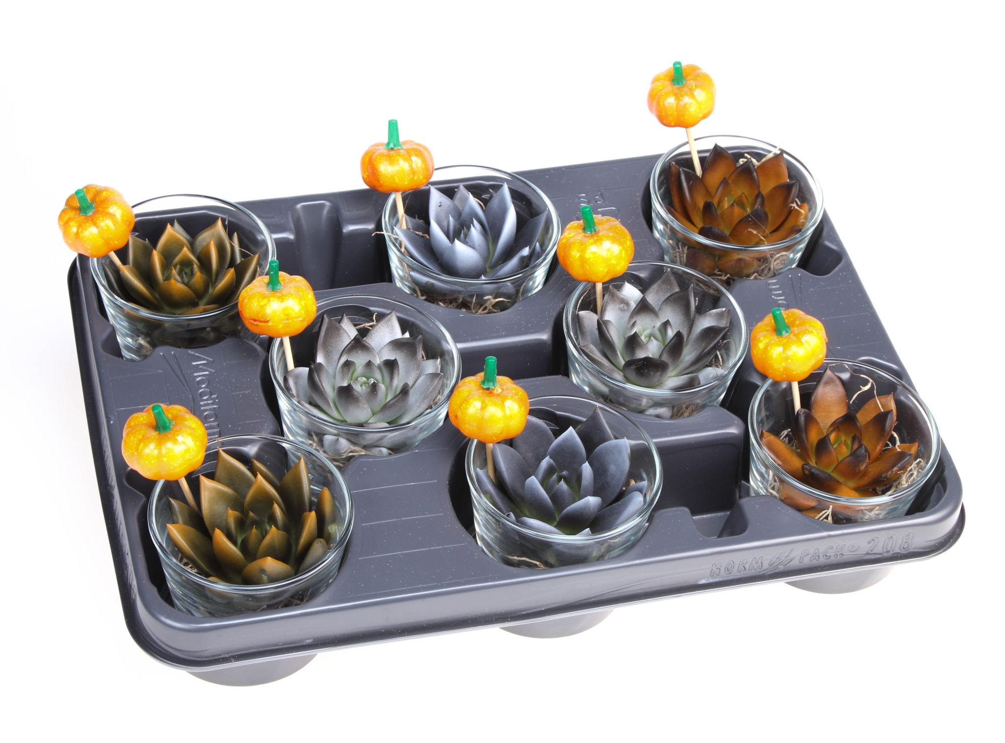 Halloween in glas + pompoen, D 8