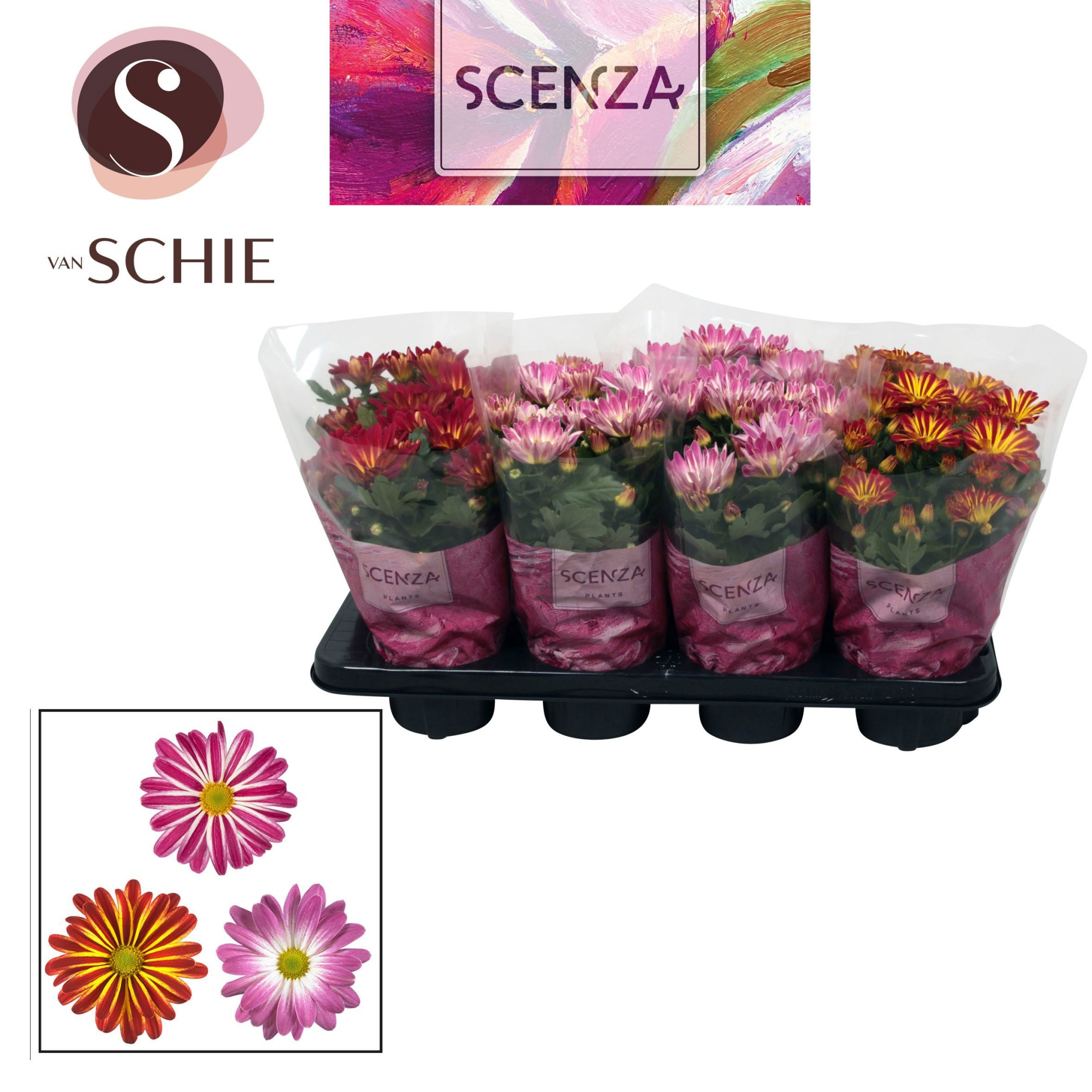 Chrysanne® Margarita Bicolor SCENZA, D 13