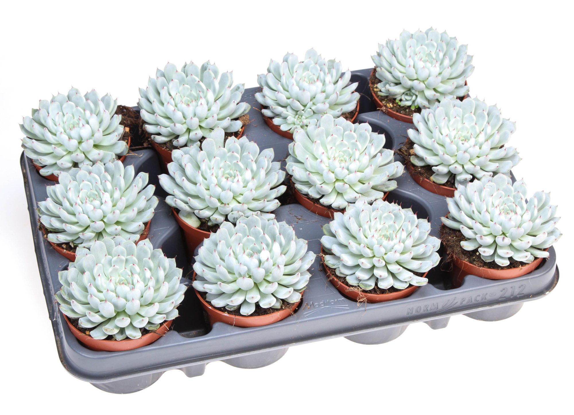Echeveria Elegant Blue, D 8,5