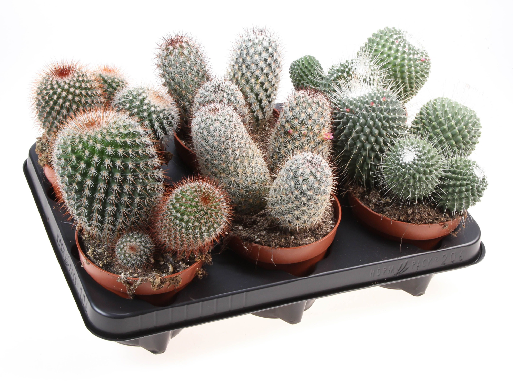 Mammillaria mix, D 12