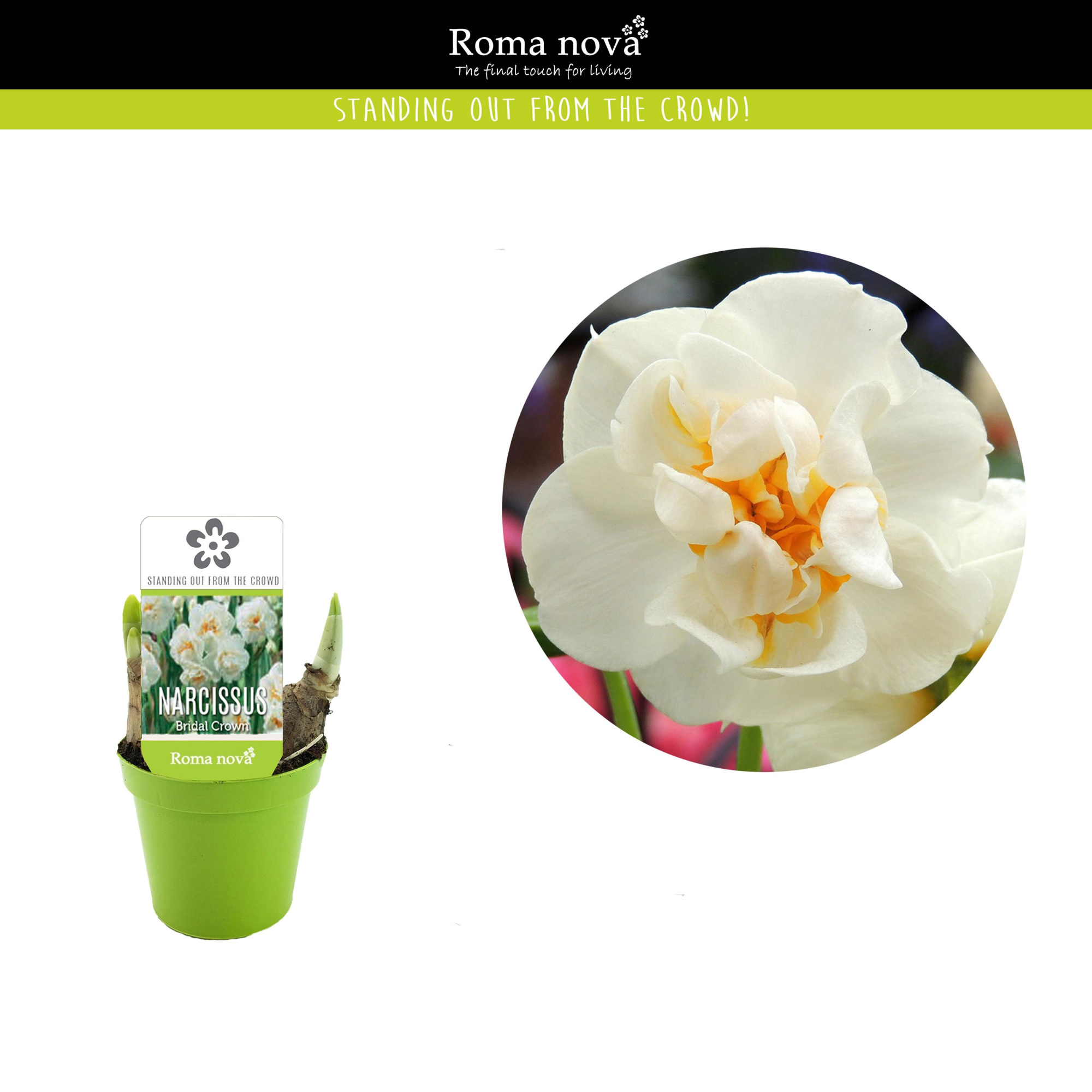 Narcissus Bridal Crown 6cm, D 6