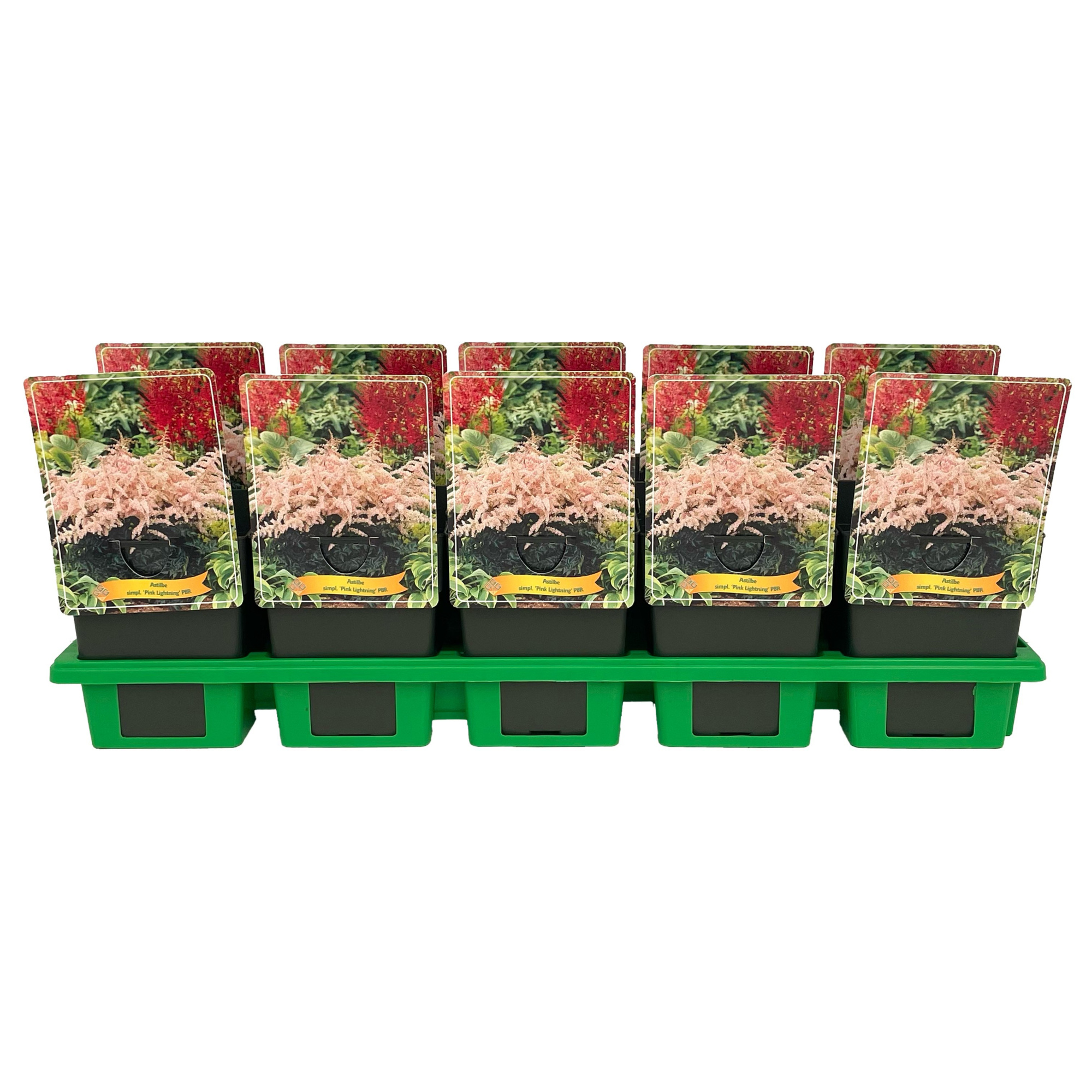 Astilbe simpl. 'Pink Lightning' PBR p11, D 11