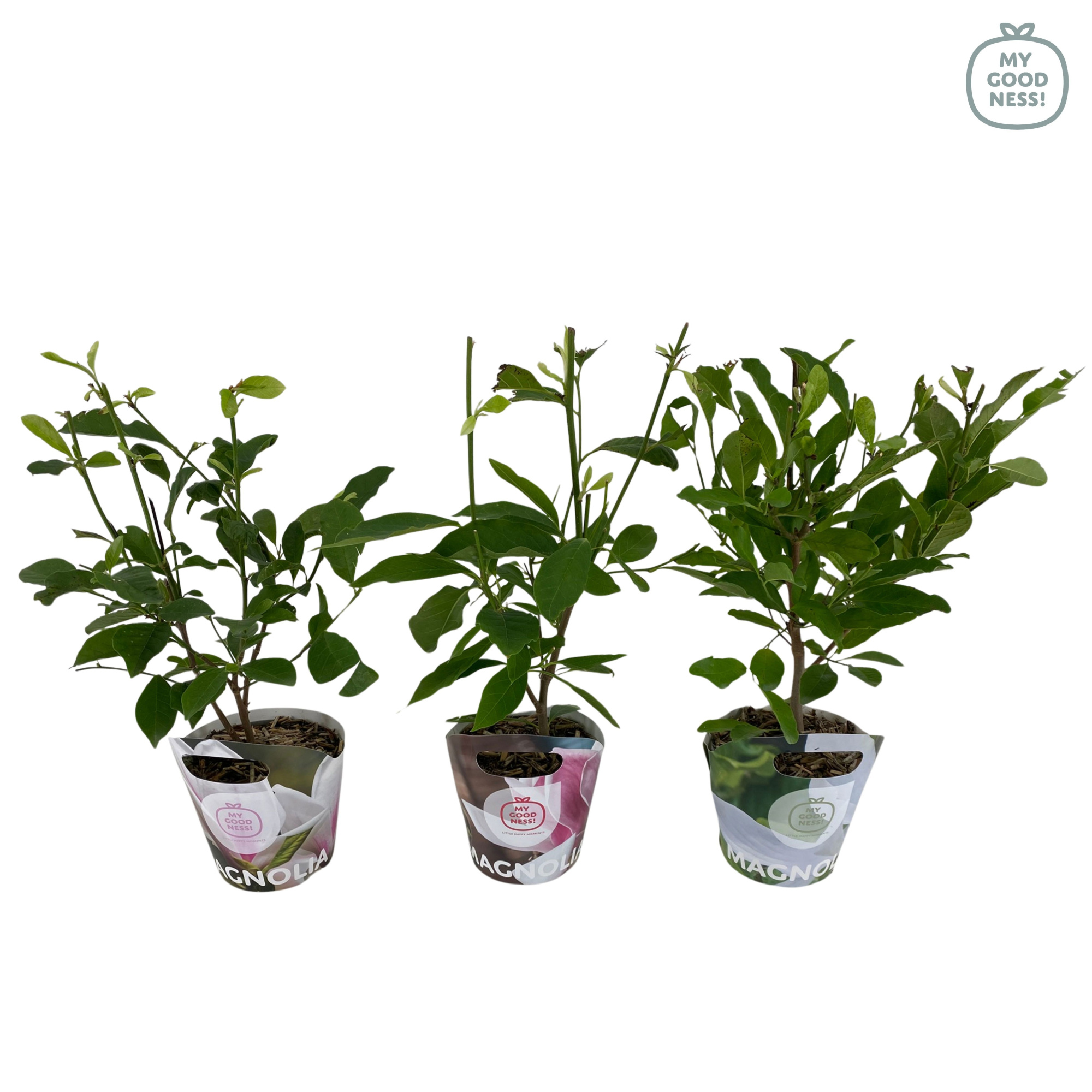 Magnolia p17 'MIx' Potcover, D 17