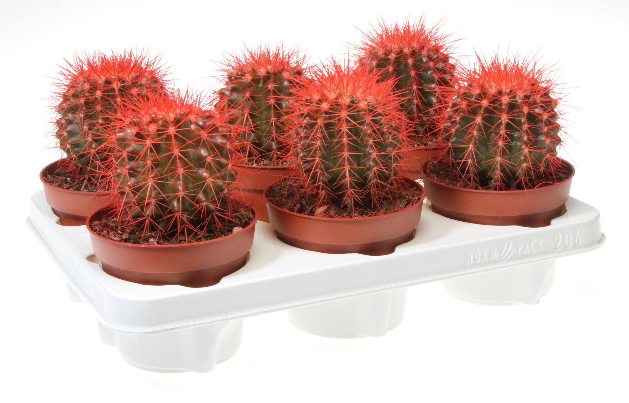 Grusonii rainbow rood, D 12