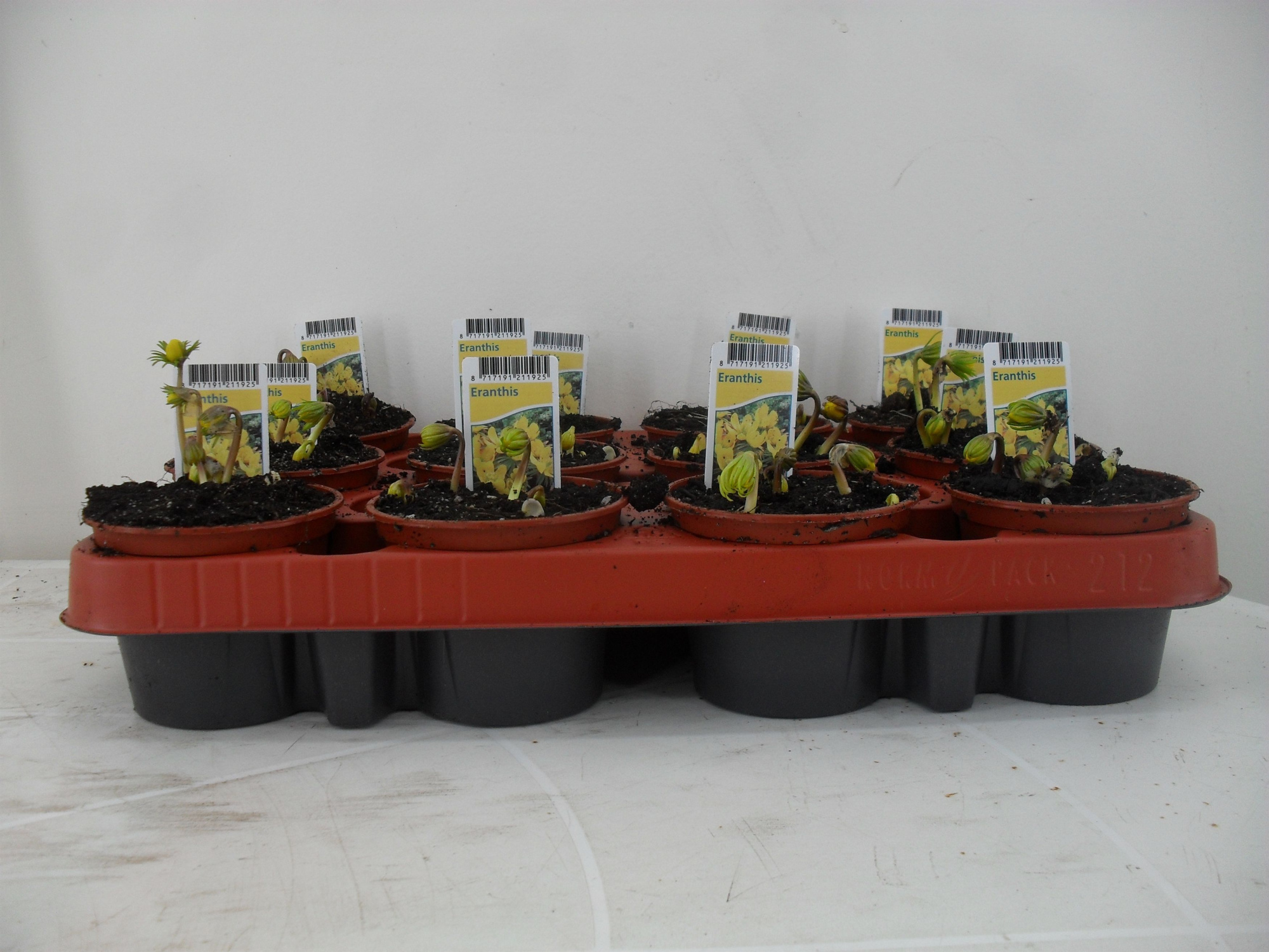 Eranthis hyemalis, D 9