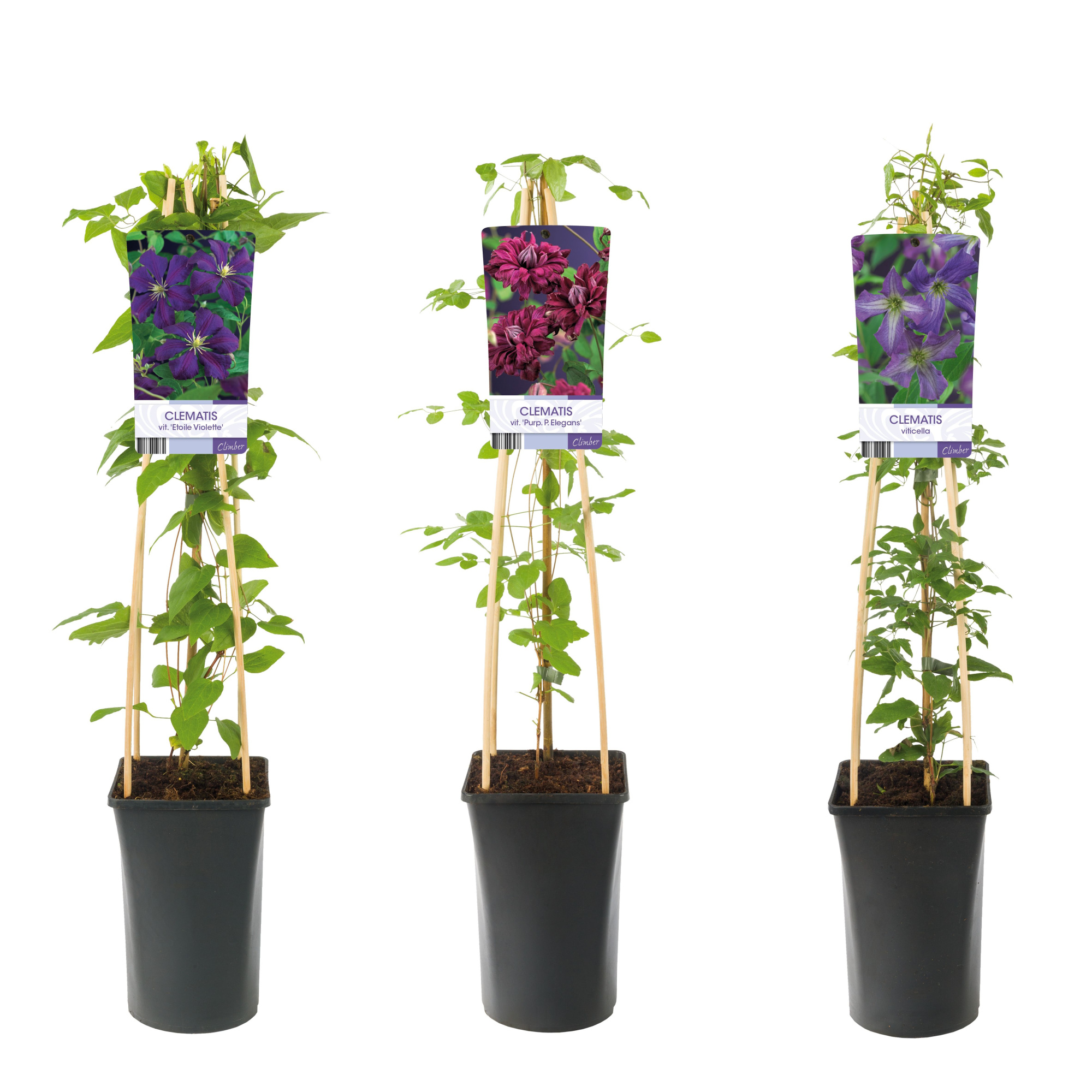 Mixtray Clematis viticella +light label, D 17