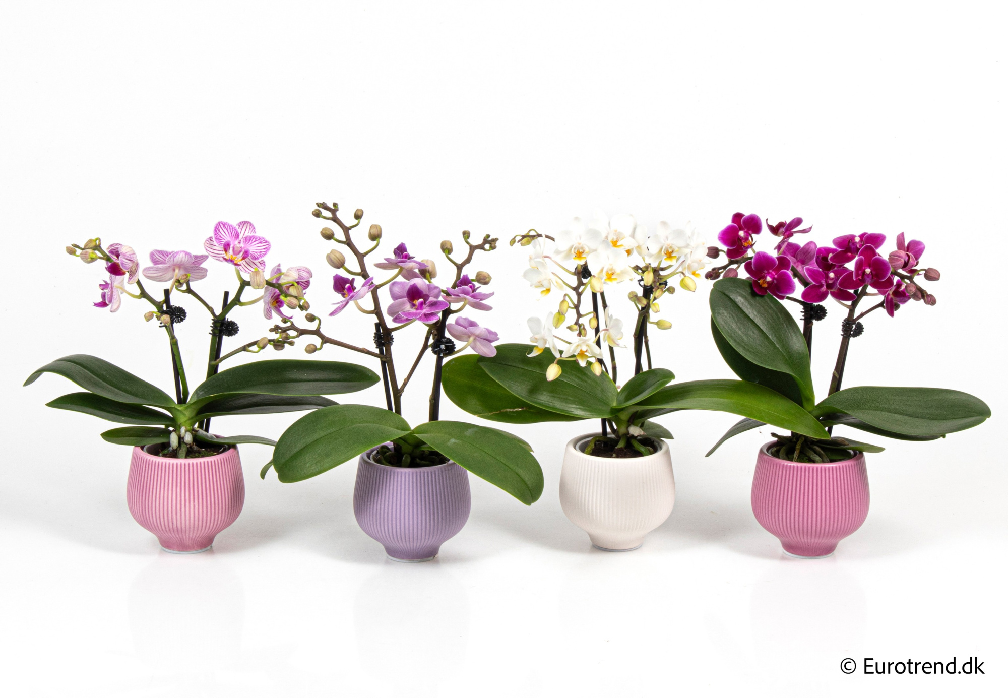 Phalaenopsis in Valentine ceramic 2026, D 6