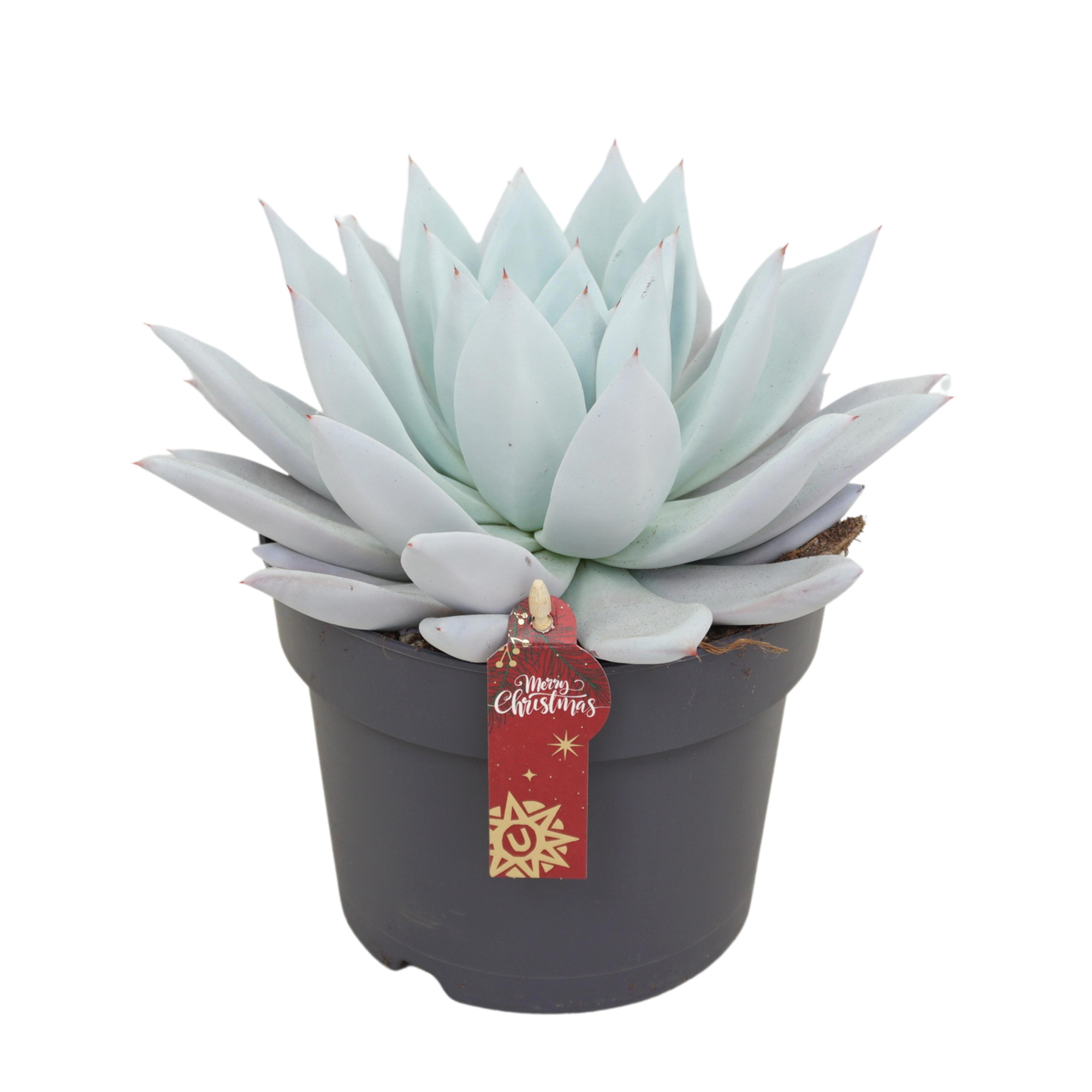 Echeveria mexican giant 17 cm met Kerst etiket, D 17