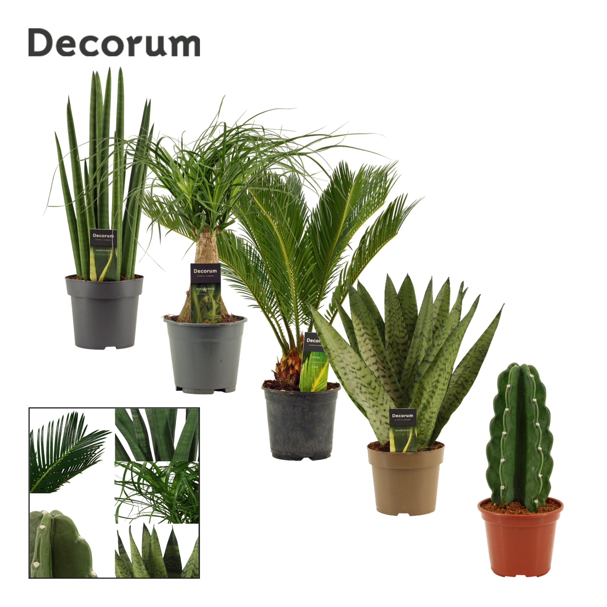 Groenmix 14 cm (Decorum), D 14
