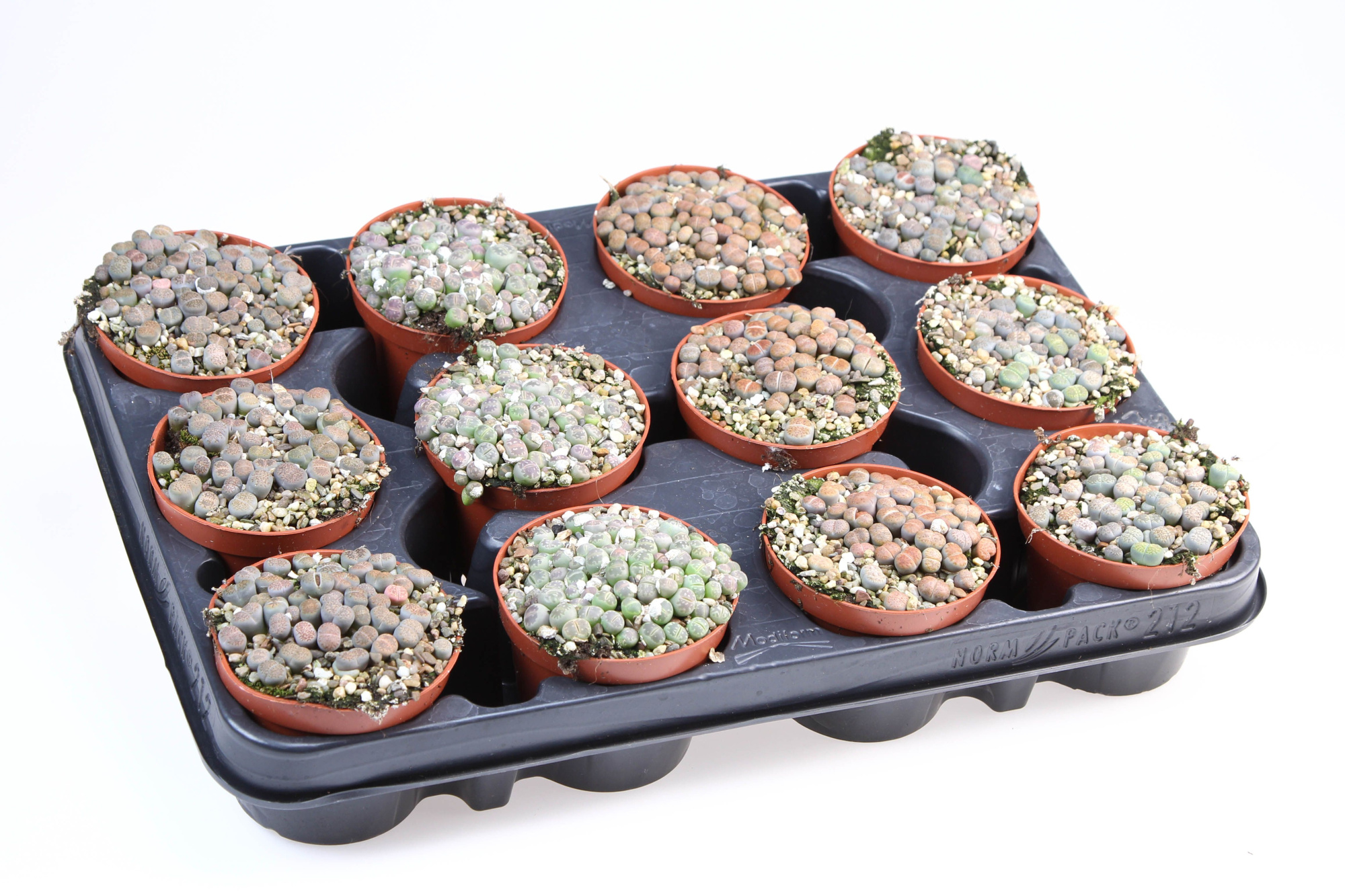 Lithops mix, D 8,5