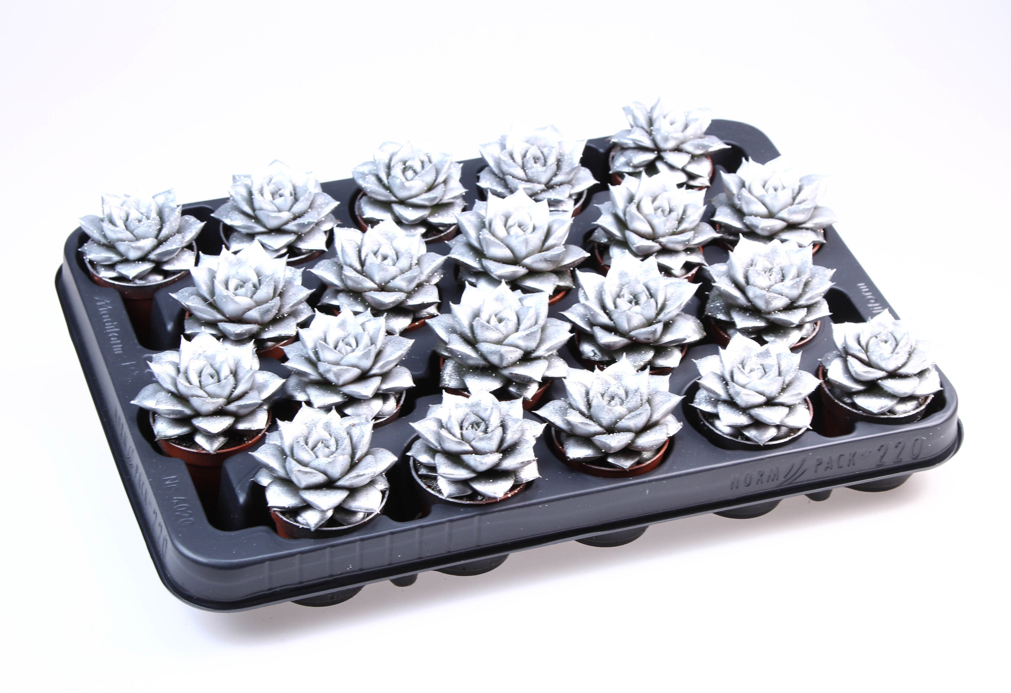 Purper zilver + bio glitter, D 5,5