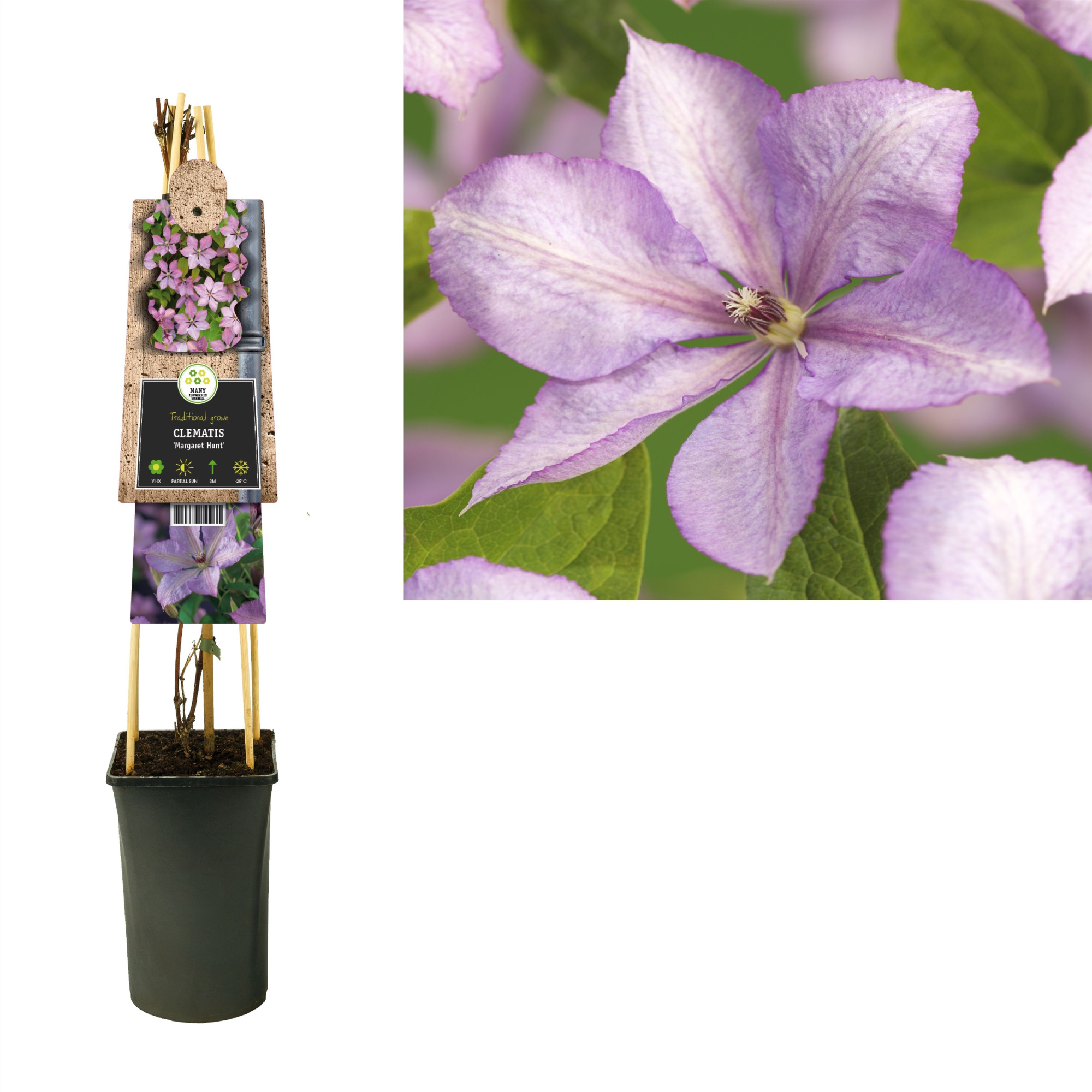 Clematis 'Margaret Hunt' +3.0 label, D 17